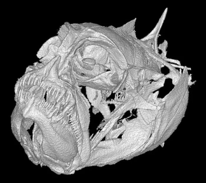 A CT scan shows the skull of The grumpy dwarfgoby. The distinctive fish is rare. Scientists worry that endemic species like this could be wiped out by climate change before they’re event found.