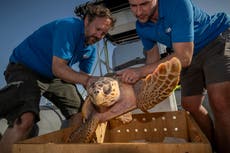 Injured sea turtle given third chance at life after rehabilitation