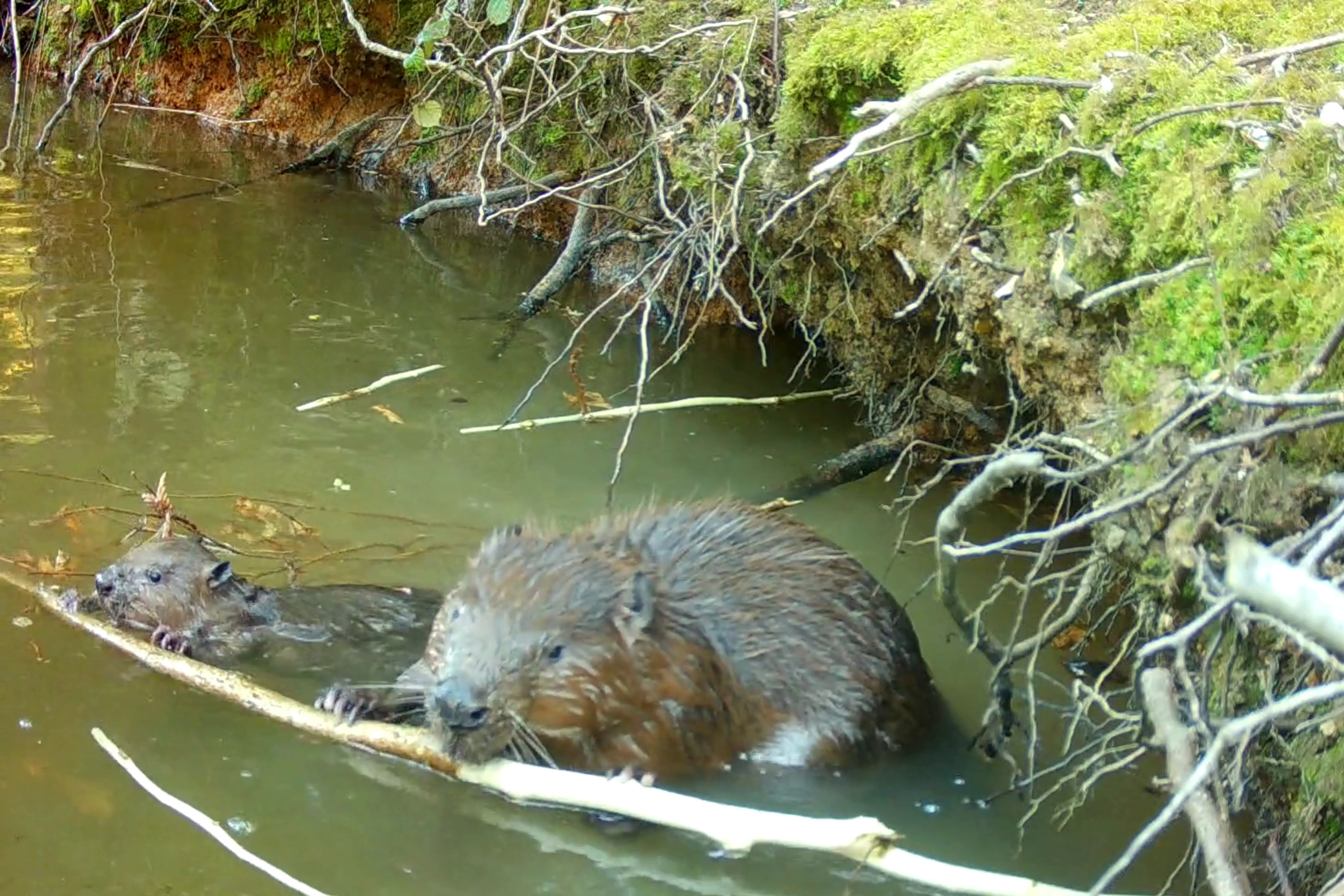 Mum and baby beaver eating bark together at Ewhurst Park, Hampshire (Ewhurst Park/PA)