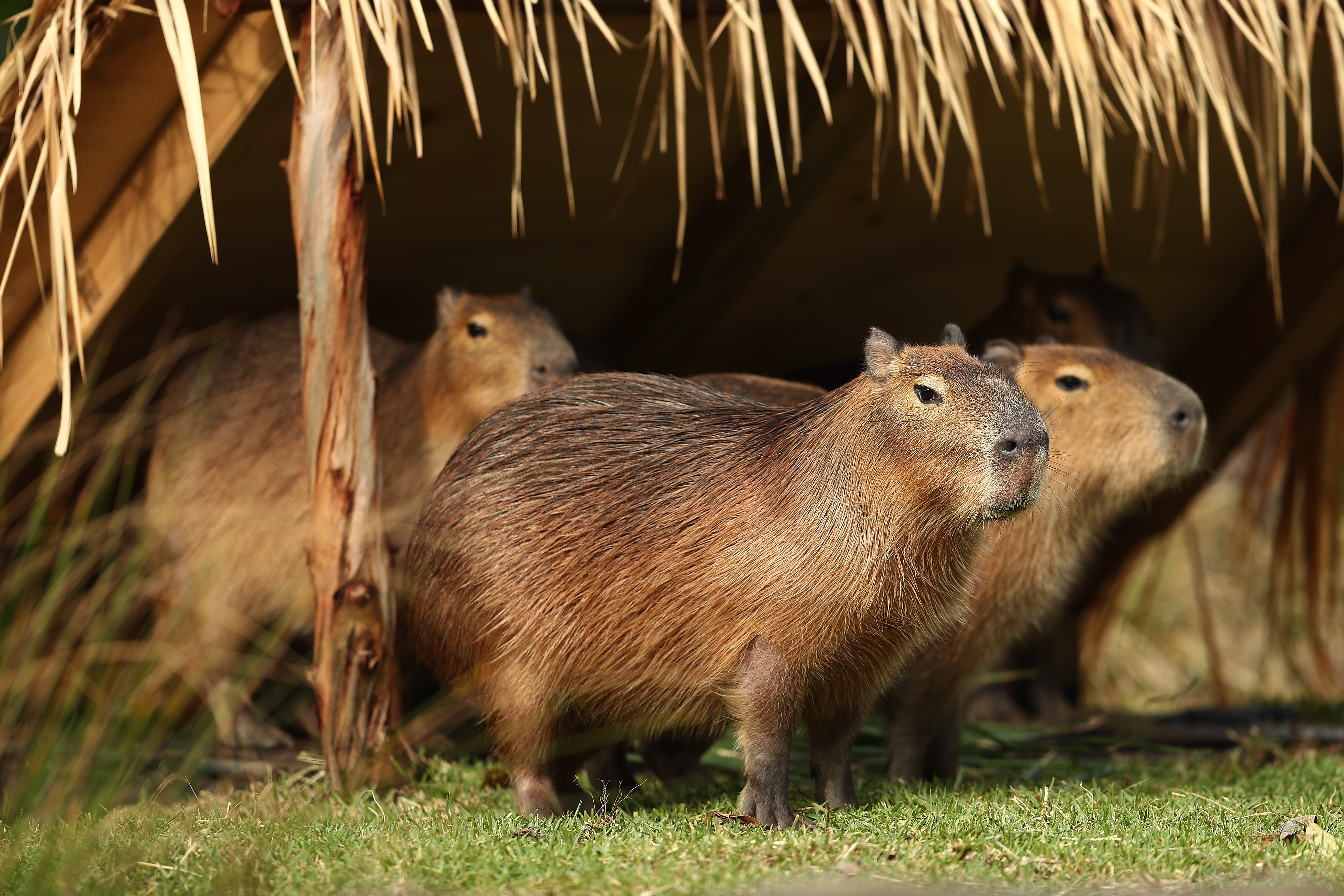 Representational. The missing capybara named Cinnamon was last seen on Saturday