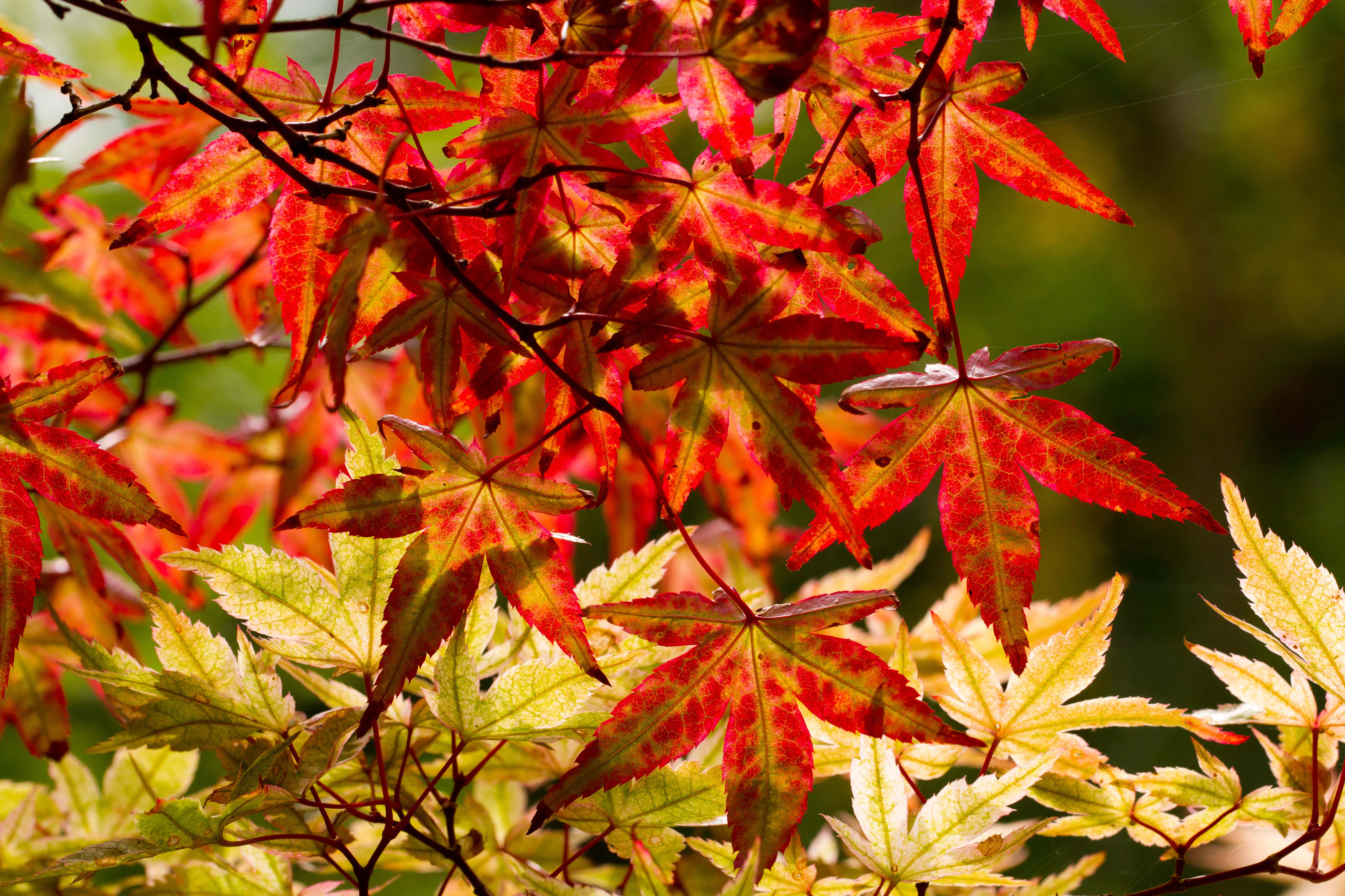 Acer palmatum leaves in autumn bring life to a garden (Alamy/PA)