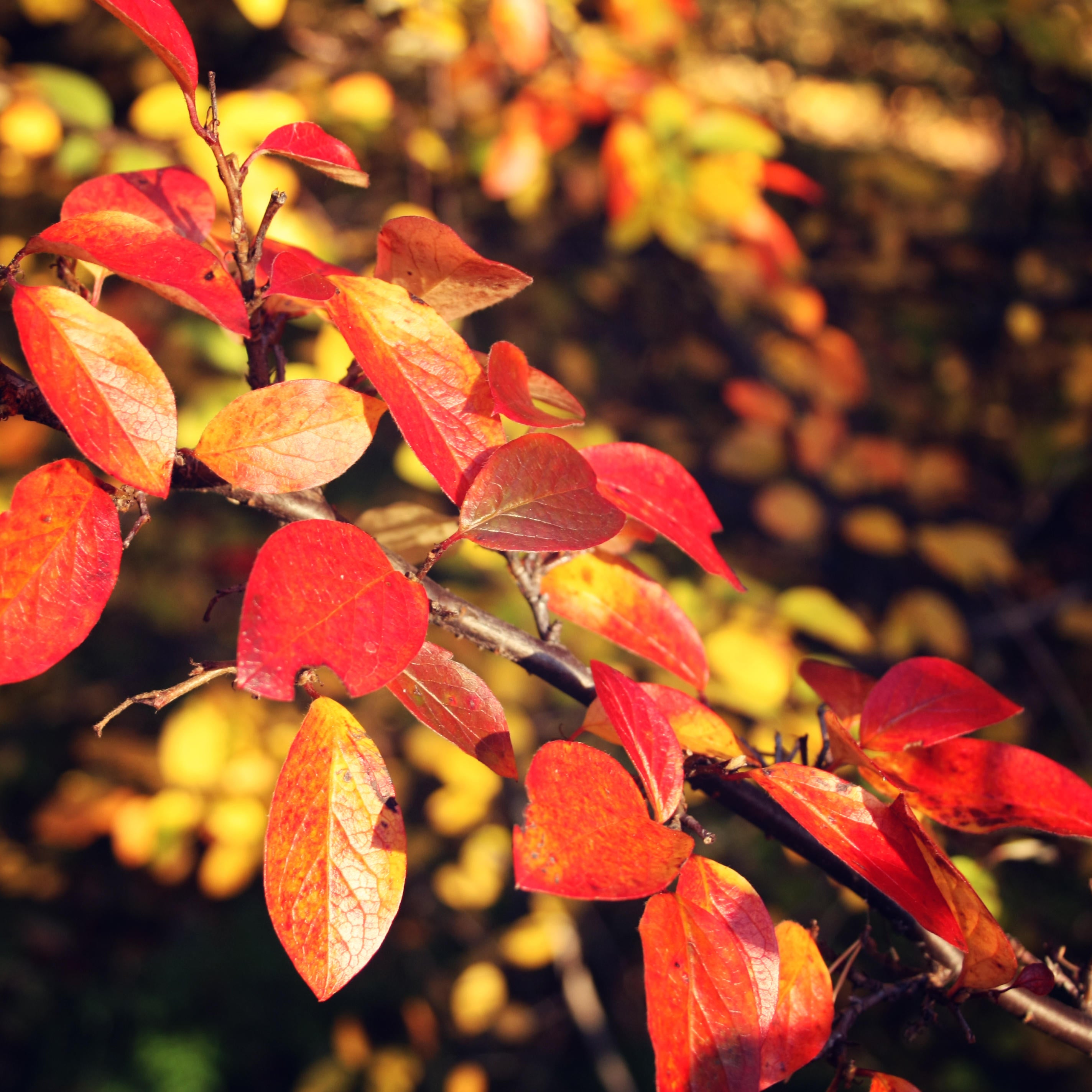 Amelanchier leaves in autumn (Alamy/PA)