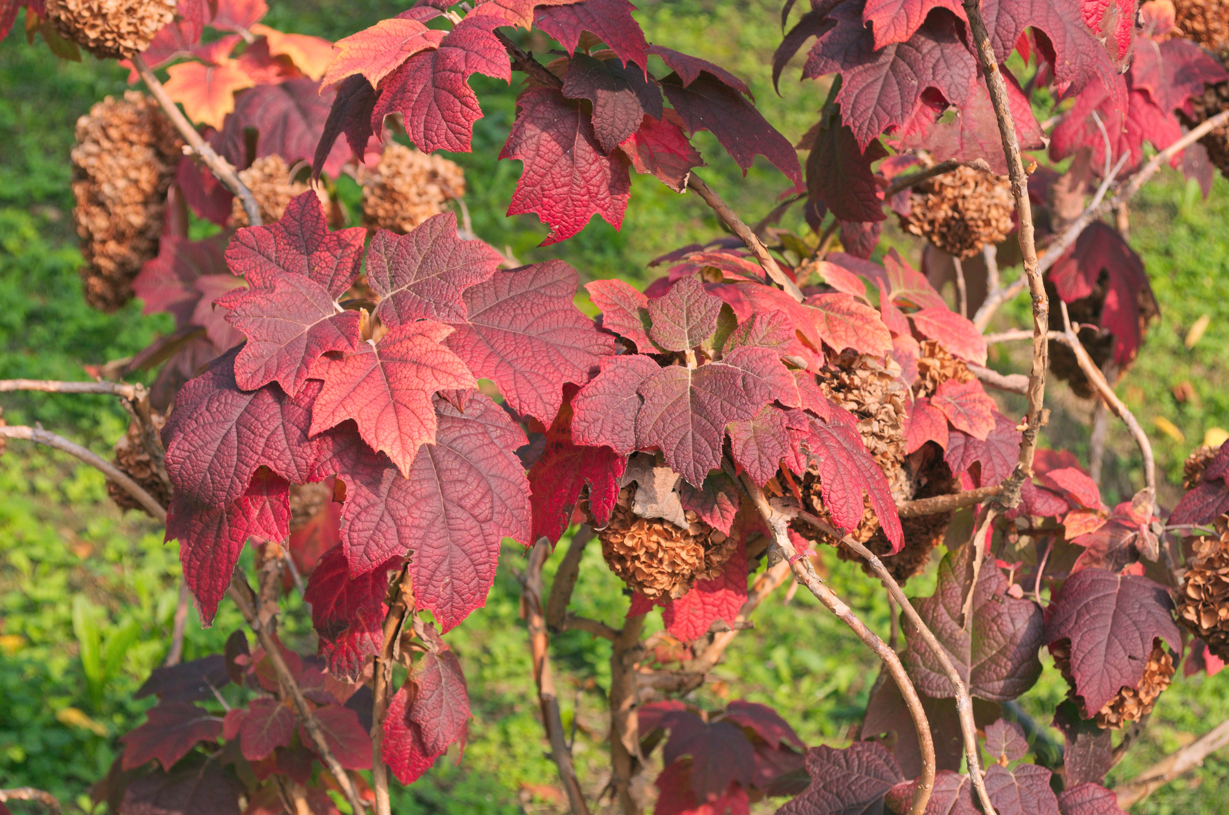 Hydrangea quercifolia in autumn (Alamy/PA)