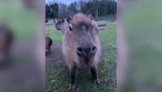 Escaped capybara: Zoo releases video of missing Cinnamon in desperate plea for help