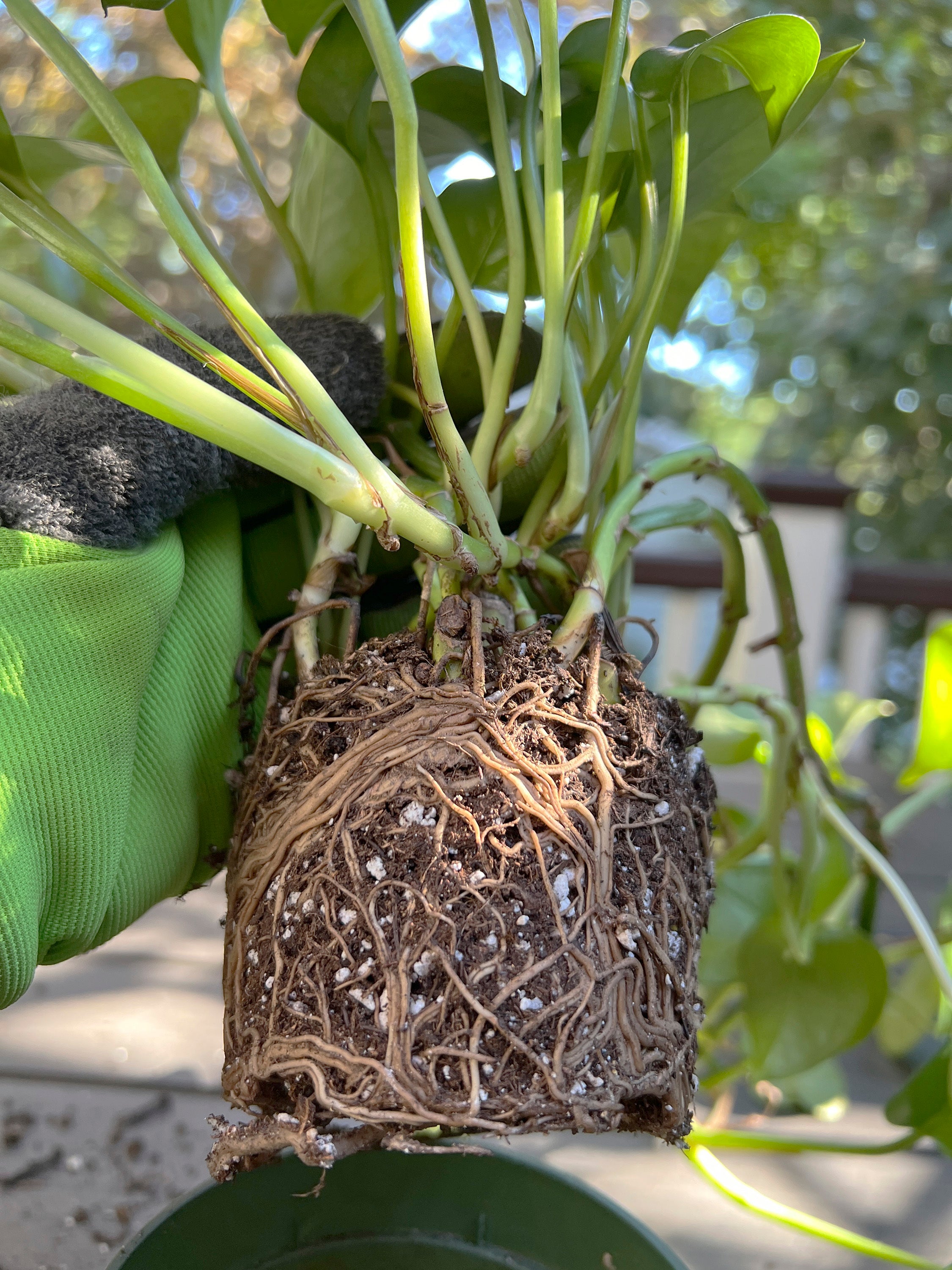 The girdled roots of a golden Pothos plant that has outgrown its container