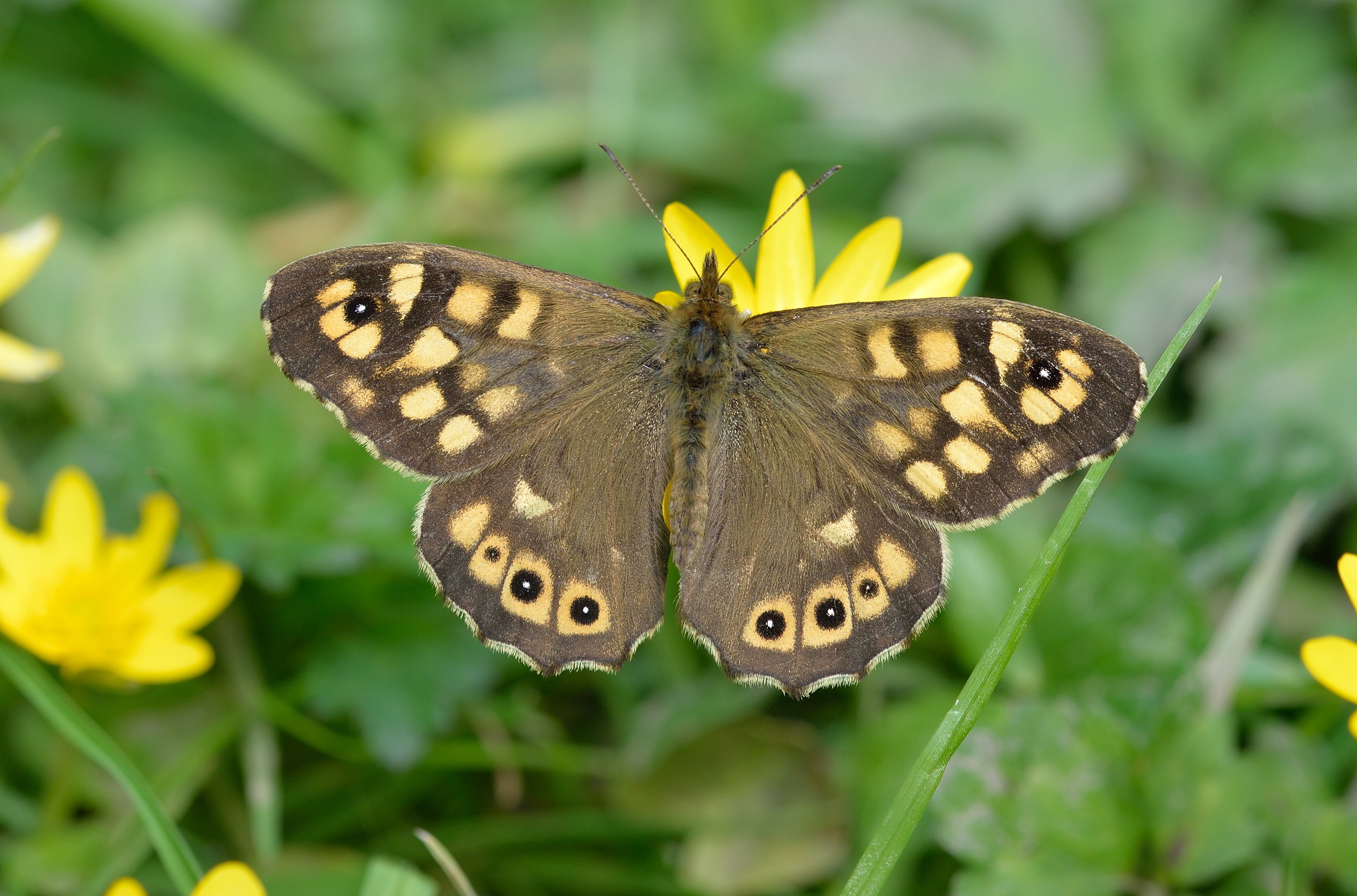 A Speckled Wood Butterfly