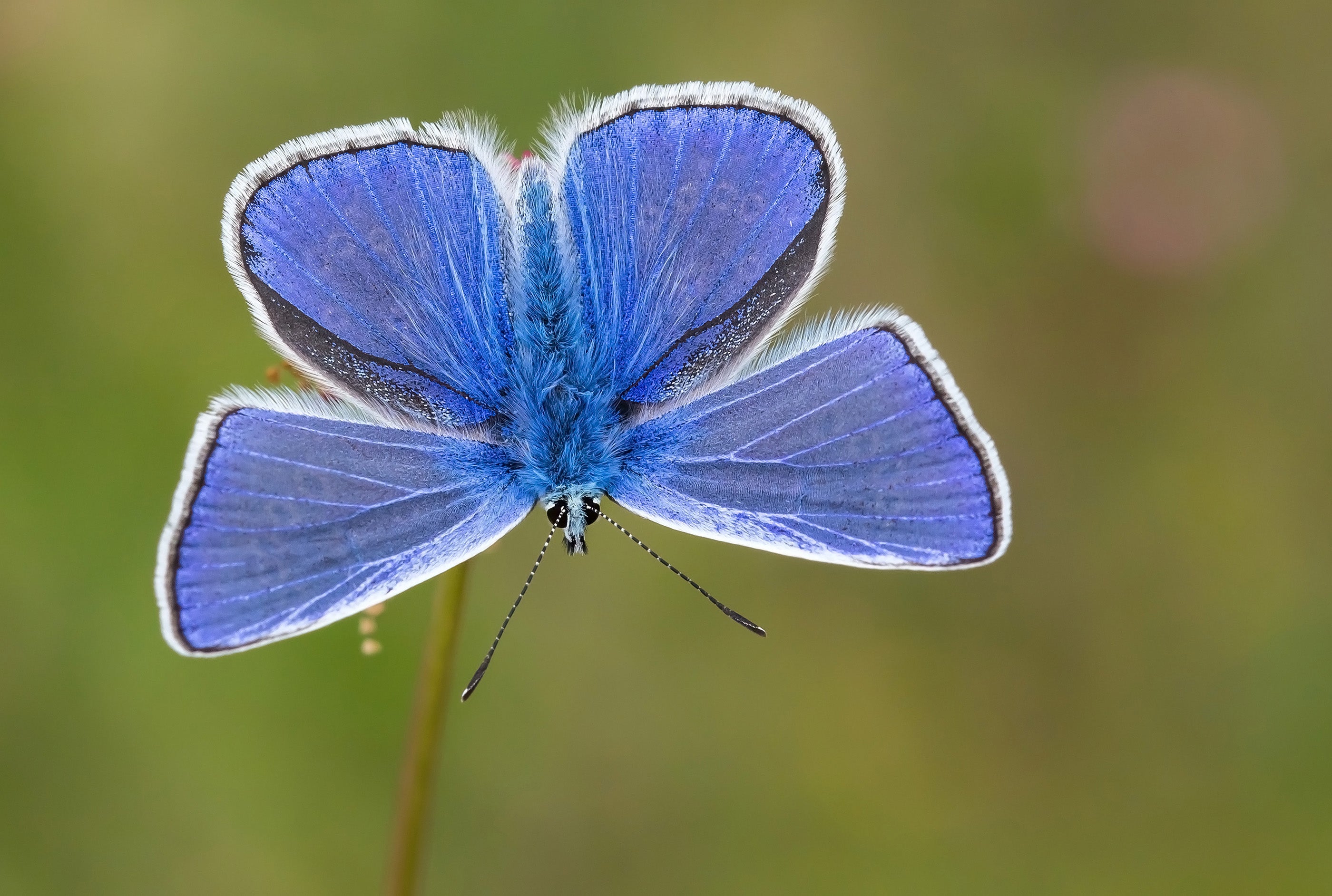 A Common blue Butterfly