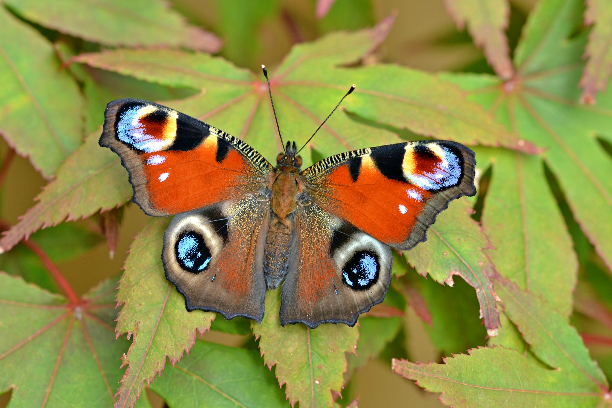 Handout photo issued by Butterfly Conservation of a Peacock Butterfly