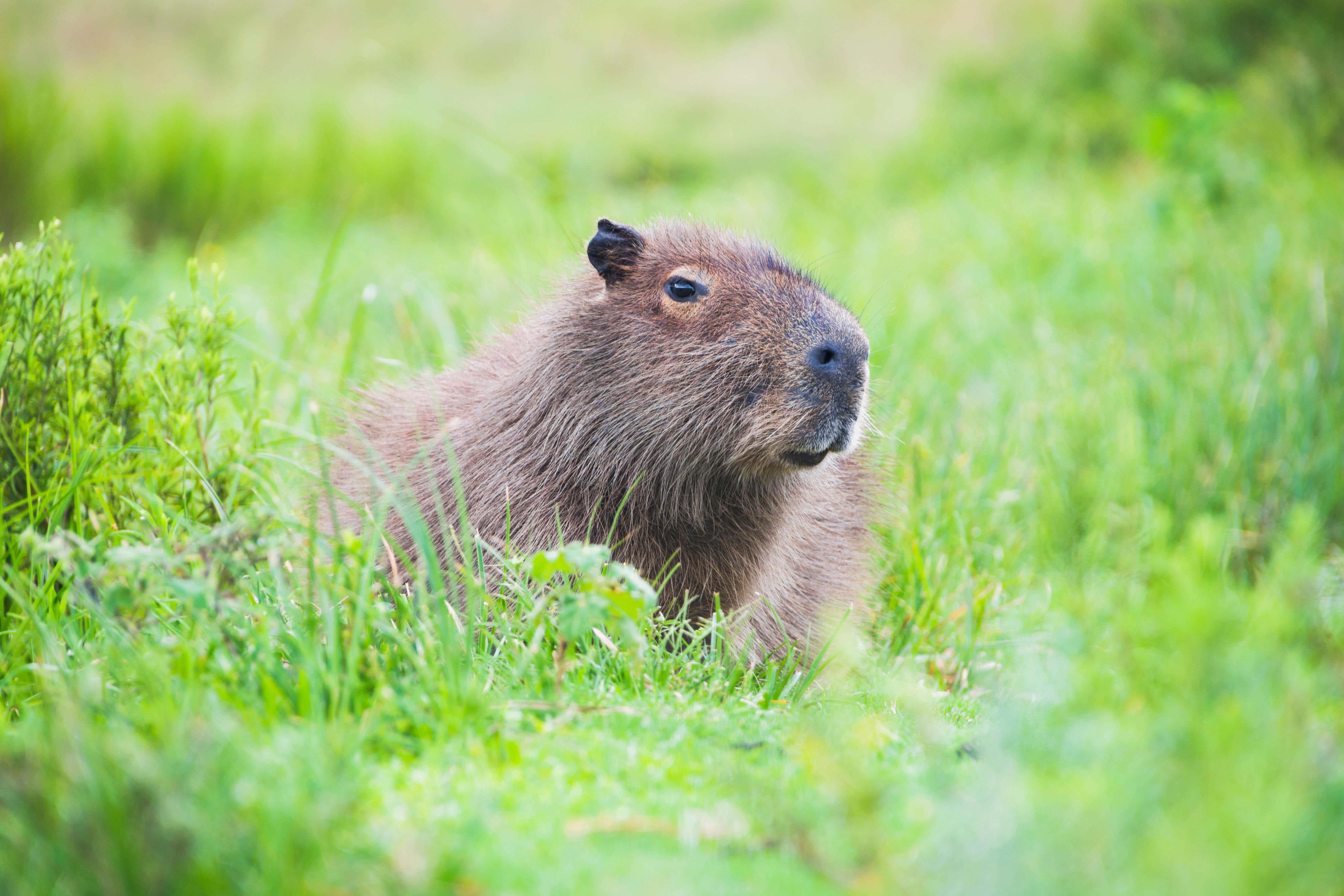 Capybaras are the largest rodent species in the world, and they look like giant guinea pigs