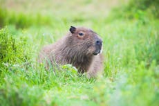 Night search planned for escaped capybara as they are ‘so good at hiding’