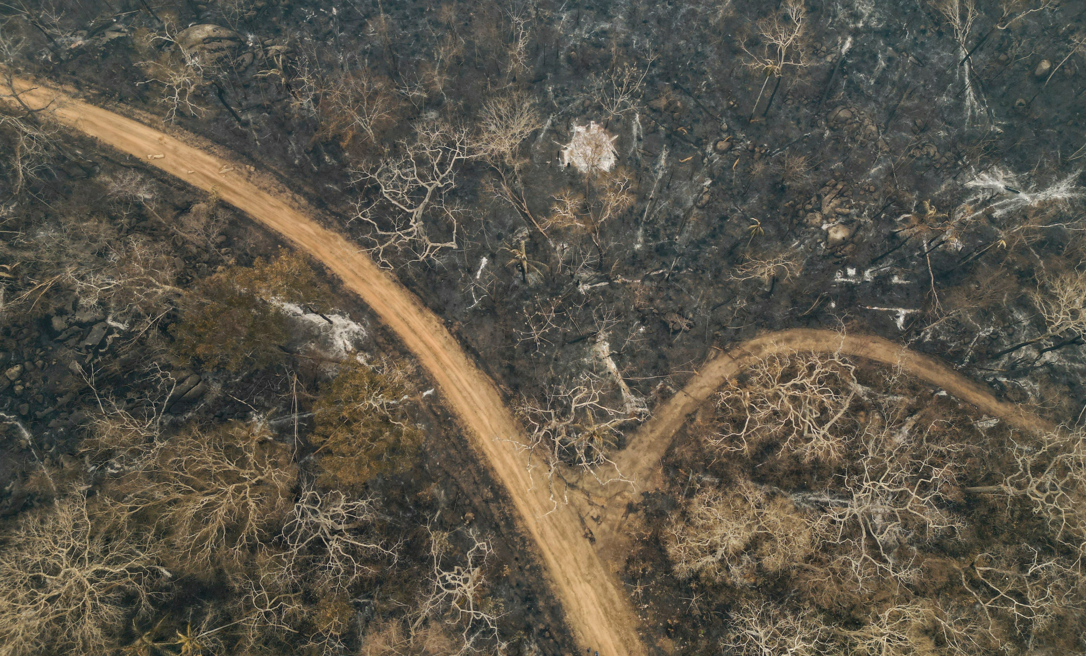 Burnt trees lie in the Chiquitania forest on the outskirts of Rio Blanco, Bolivia in the wake of a forest fire devastating the area