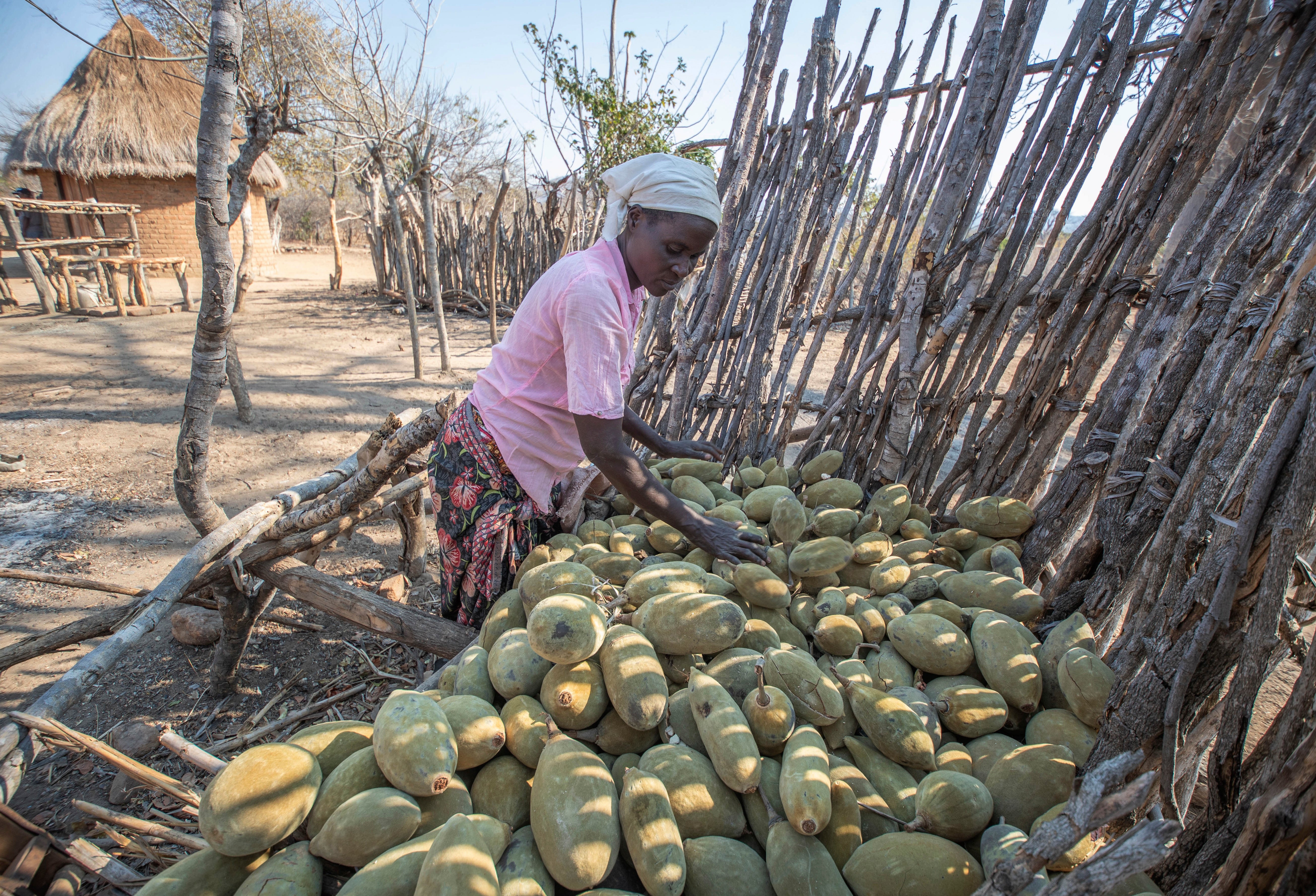 Zimbabwe Tree of Life