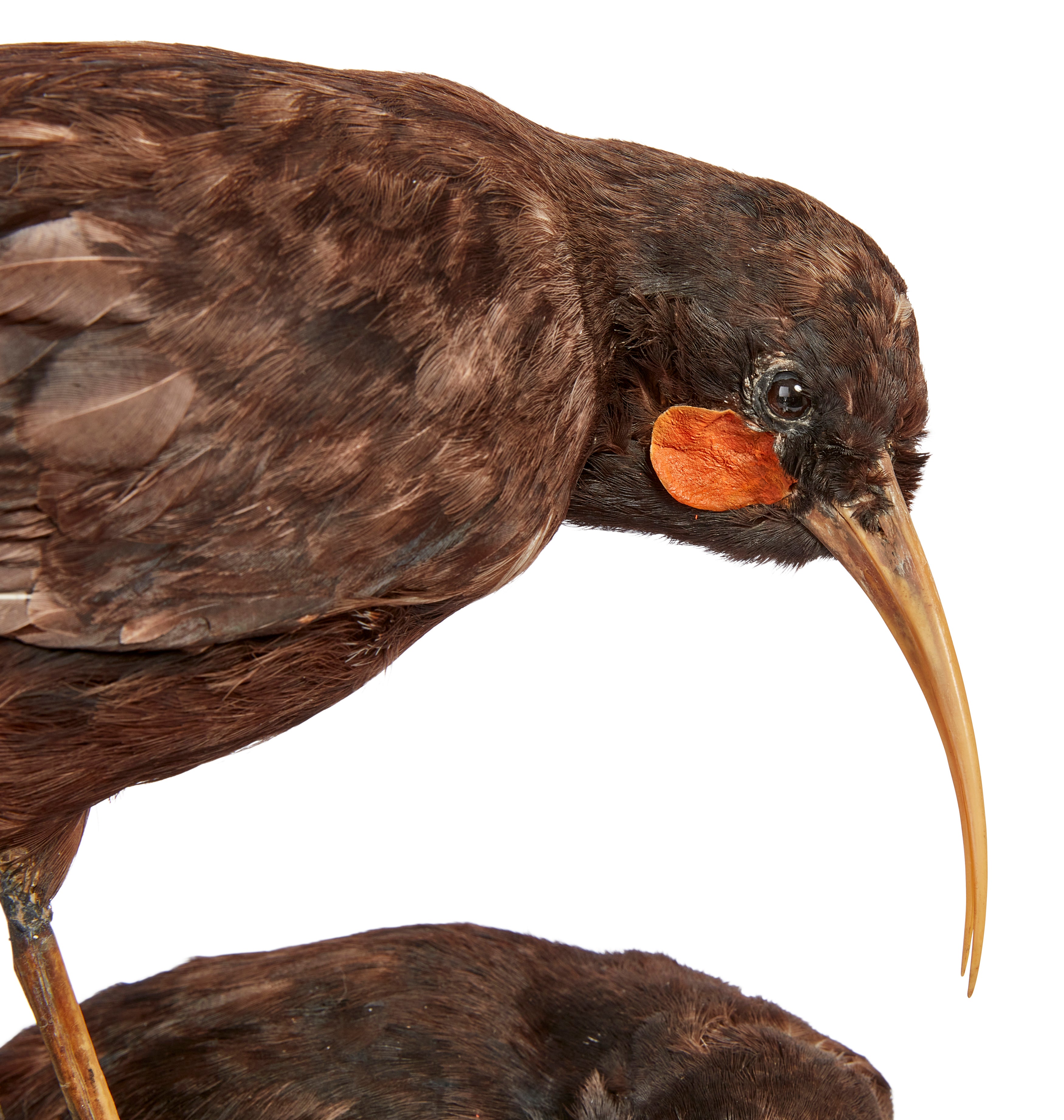 The huia bird was already a rare species before the arrival of Europeans to New Zealand