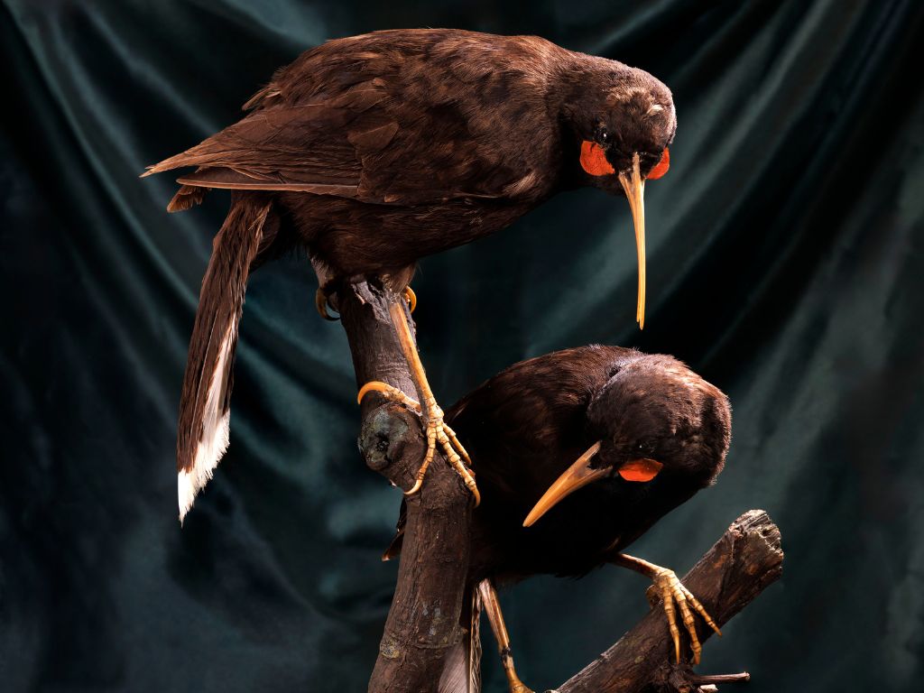 A pair of huia bird specimens will go on auction at Roseberys London on 2 October 2024