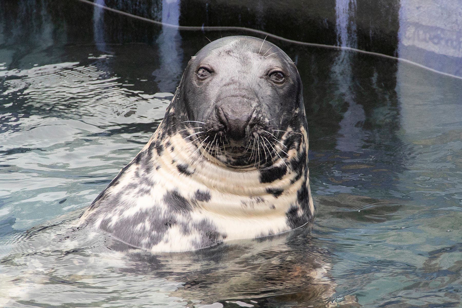 Sheba will celebrate with a fish-shaped cake (Cornish Seal Sanctuary/PA)