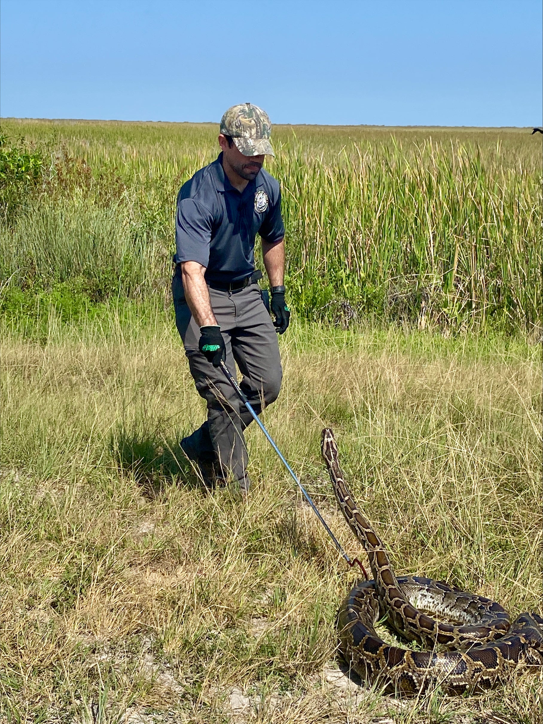 A man attempts to wrangle a Burmese python during the competition this year. More than 700 participants were from Florida, according to wildlife officials.