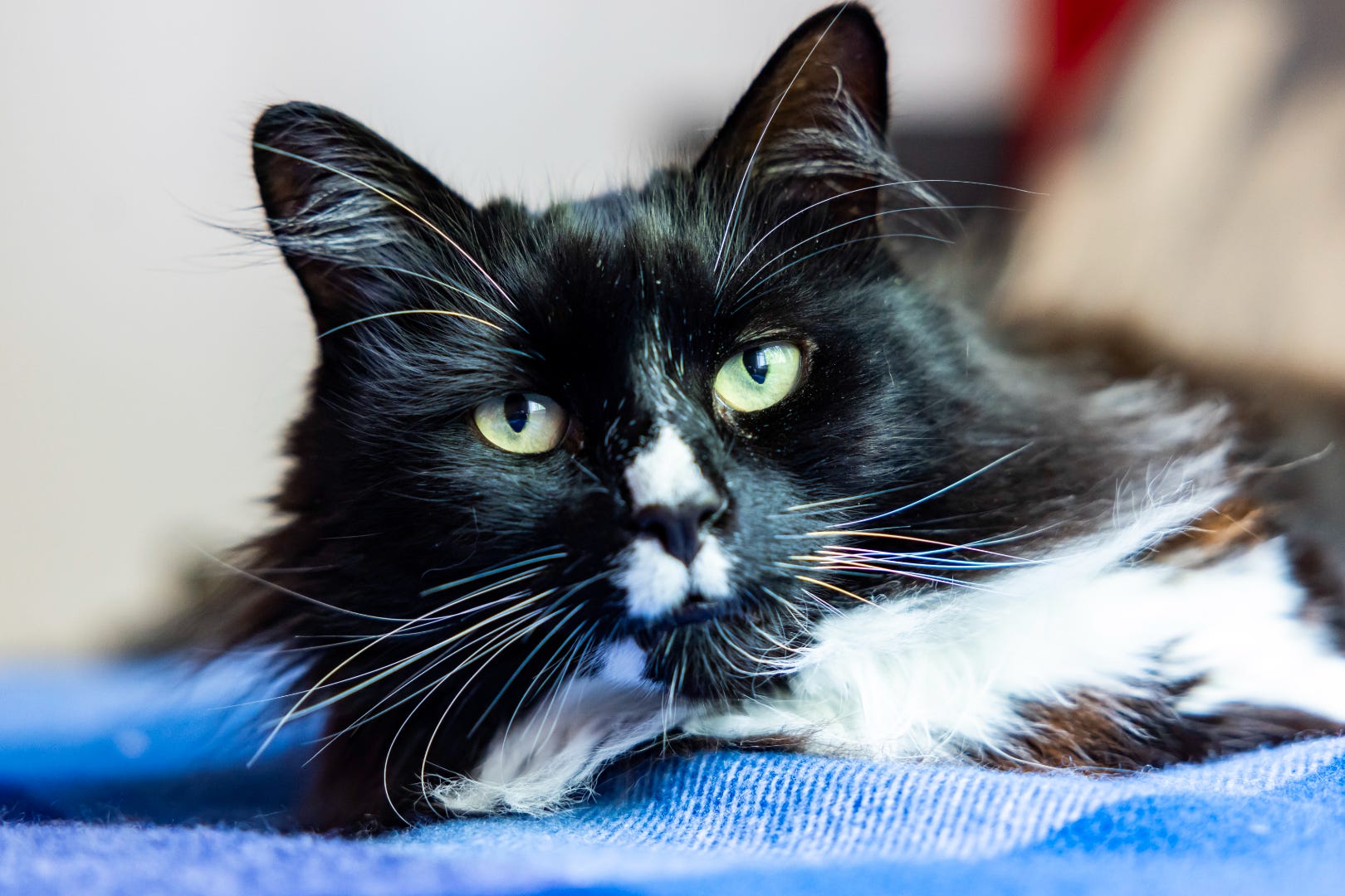 Marley beat thousands of entries to be named Cats Protection’s National Cat of the Year 2024 (Ciaran McCrickard/Cats Protection/PA)