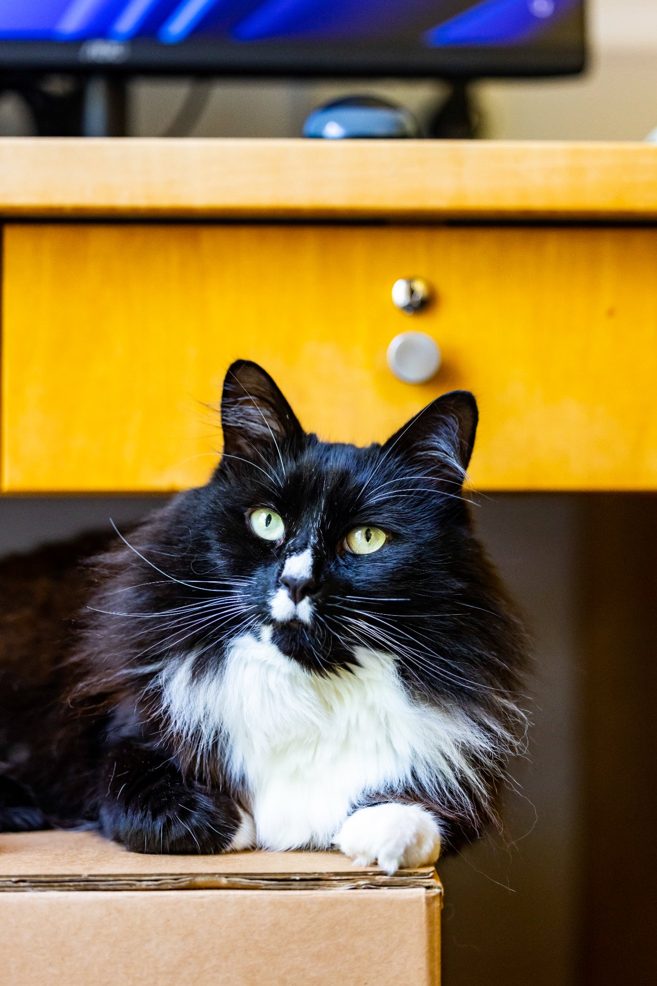 Marley won in recognition of the way he helps guests on their journey to freedom at Caritas Bakhita House in London by offering them comfort(Ciaran McCrickard/Cats Protection/PA)