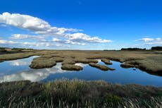 Coastal saltmarsh plays role in carbon storage, flood prevention and wildlife