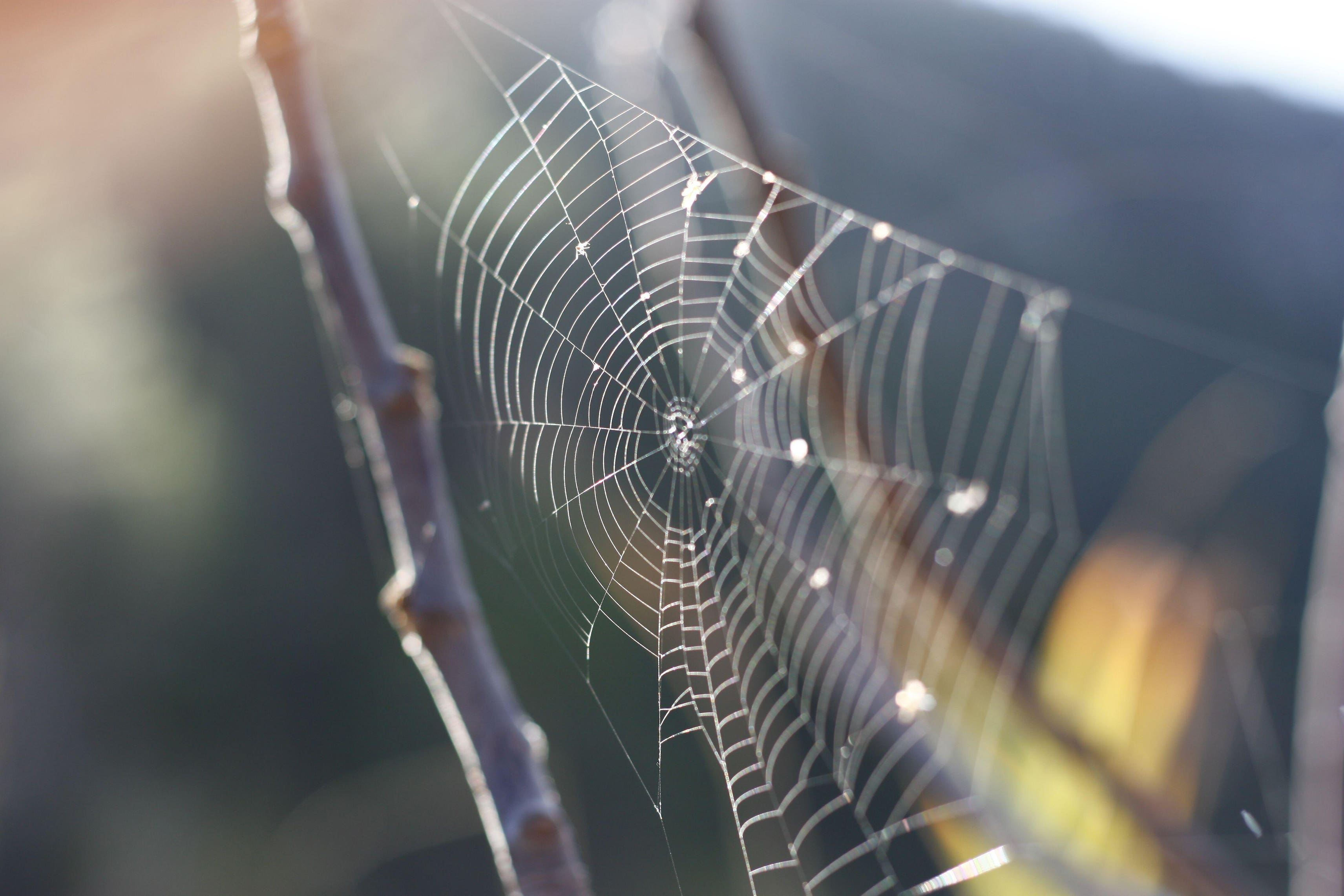 How to combat common critters and prevent autumn pests (Alamy/PA)