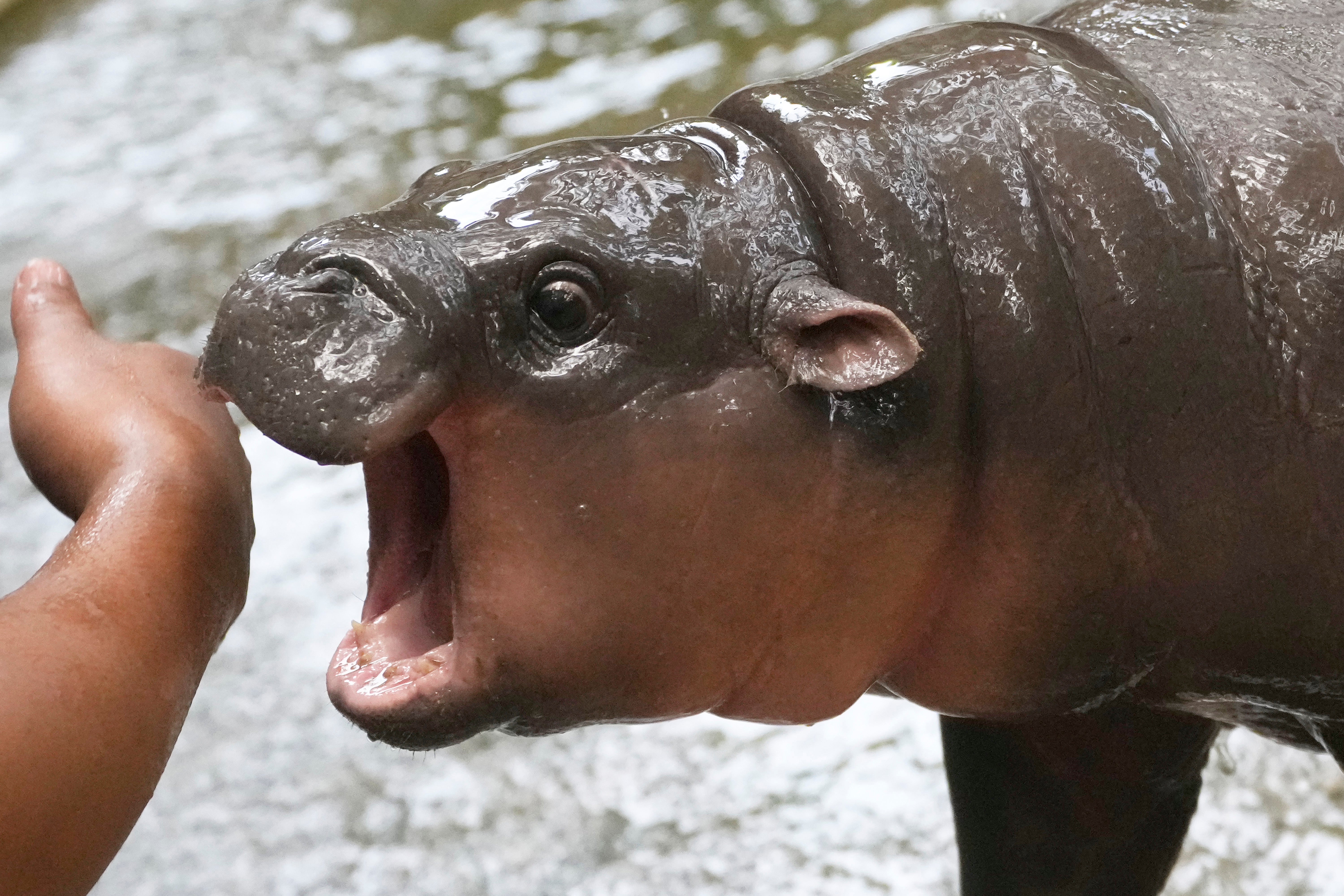 APTOPIX Thailand Pygmy Hippo