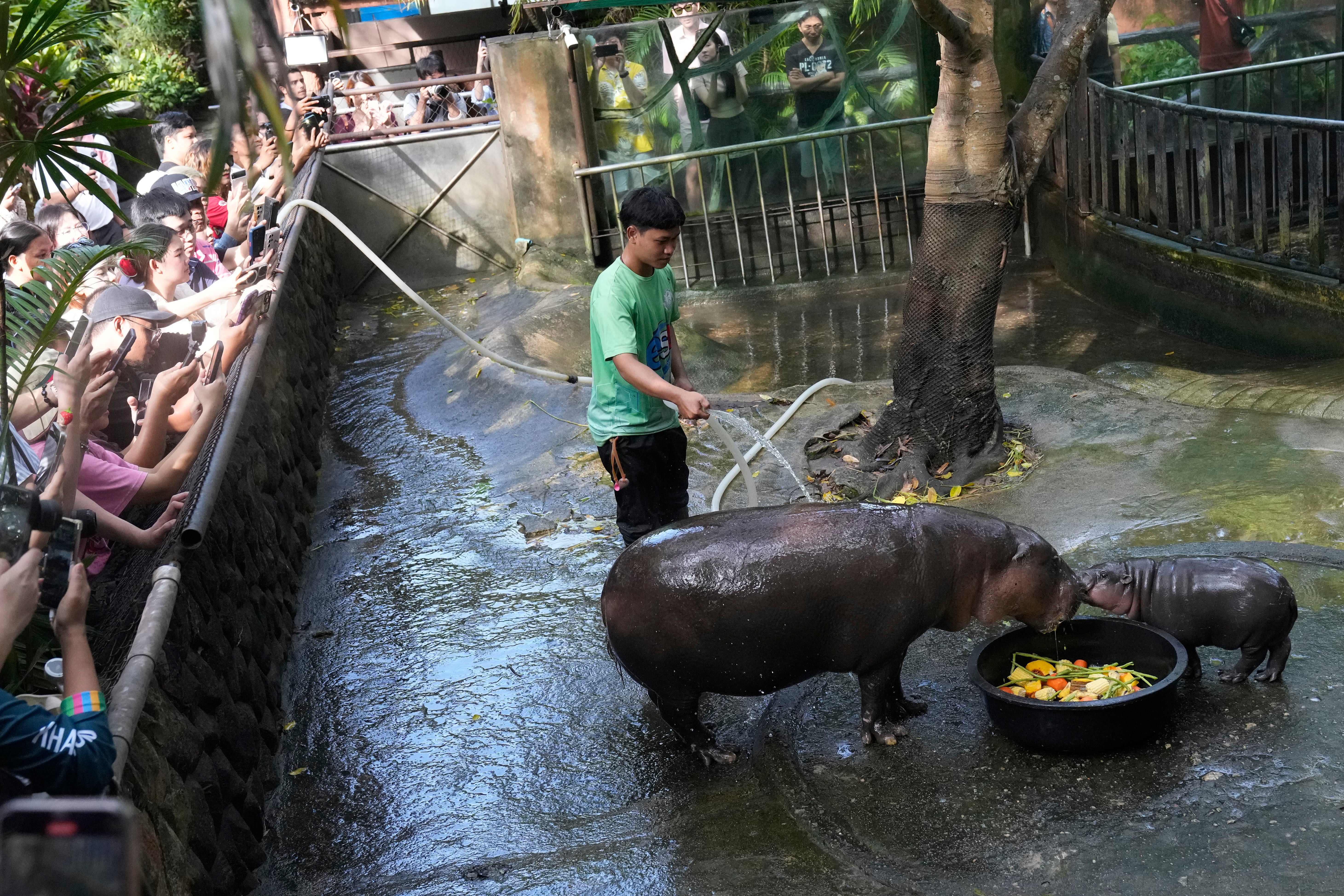 Thailand Pygmy Hippo