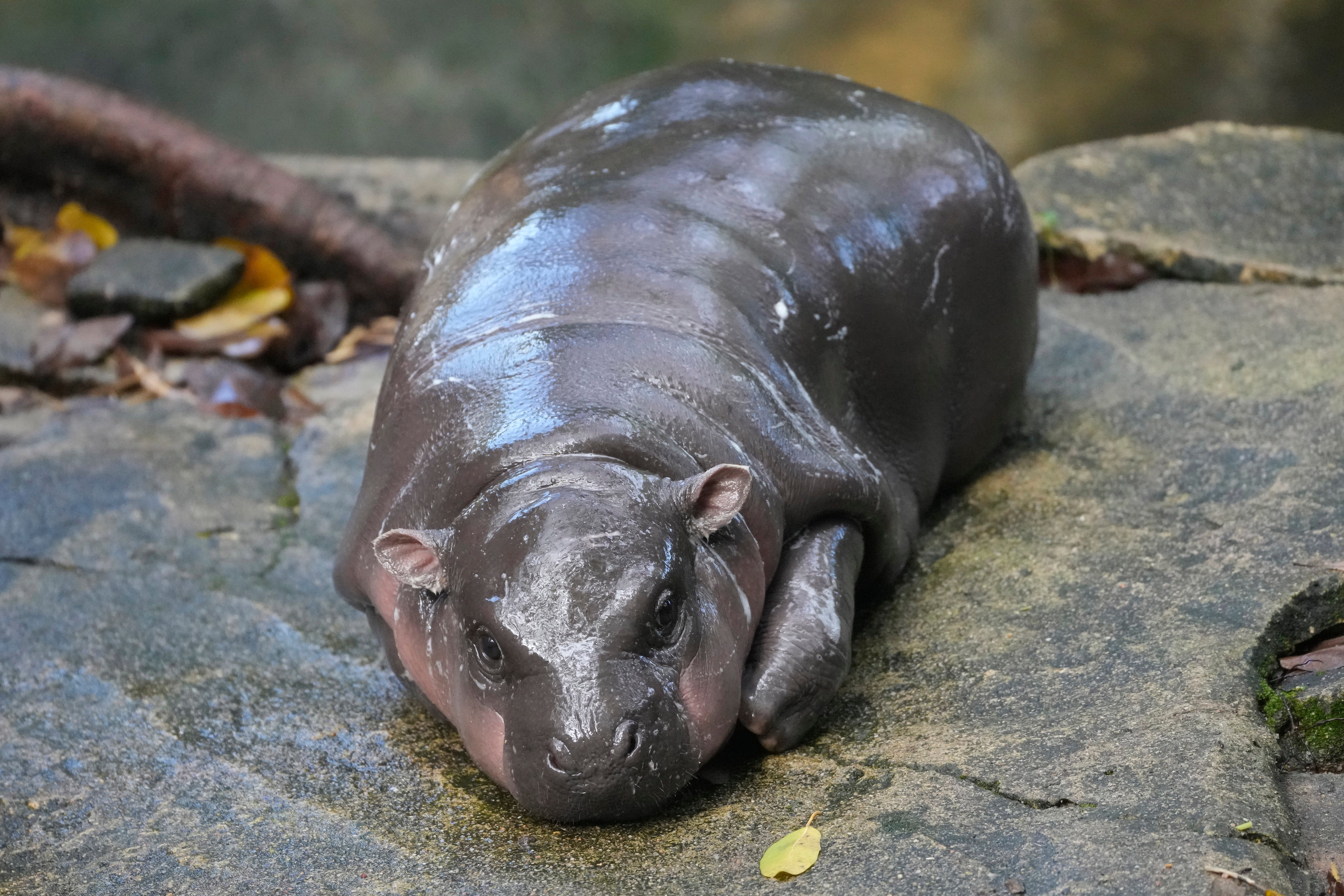 Thailand-Zwergflusspferd