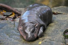 From Moo Deng live stream and memes to time limits: Why is internet obsessed with viral baby pygmy hippo?