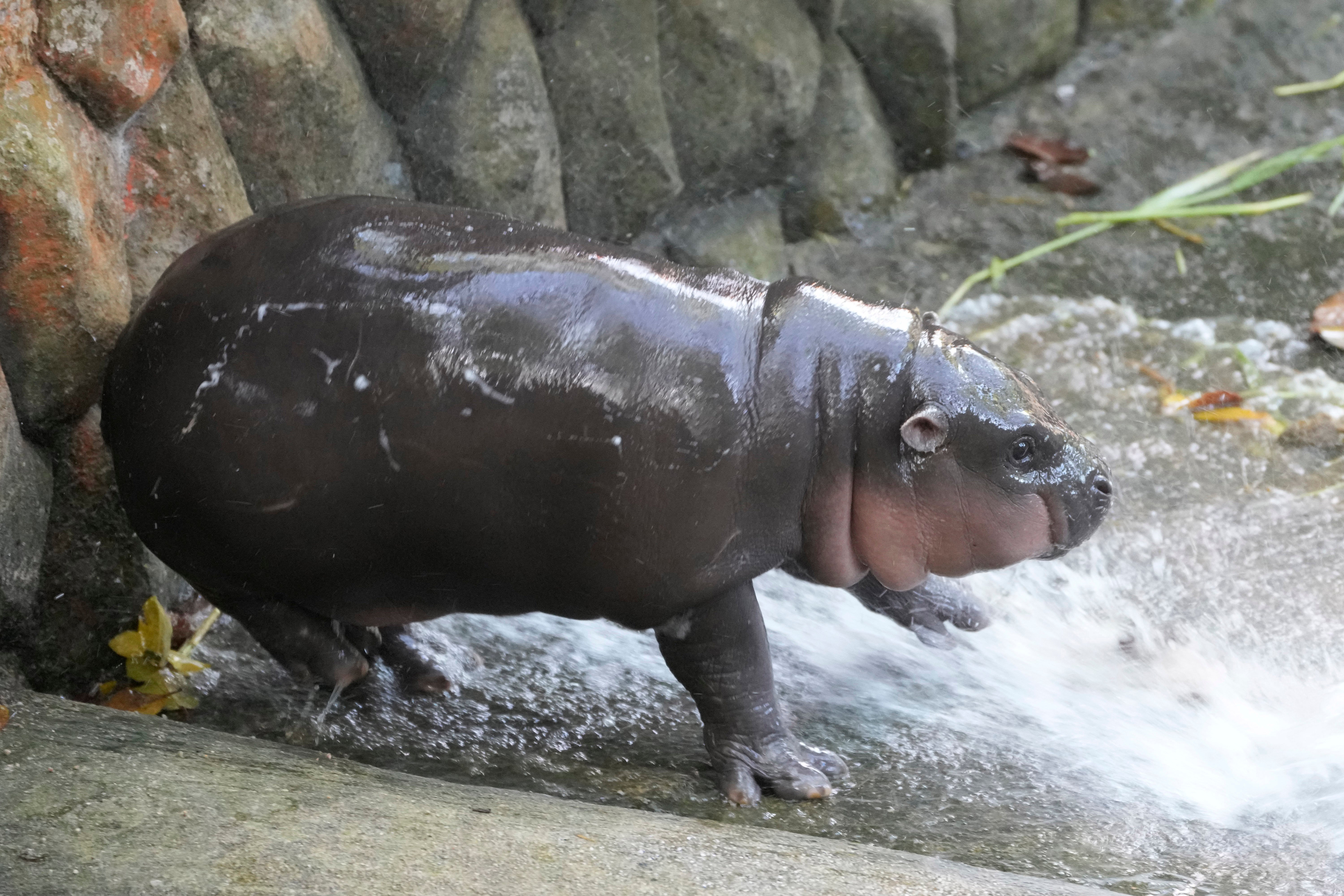 Thailand Pygmy Hippo