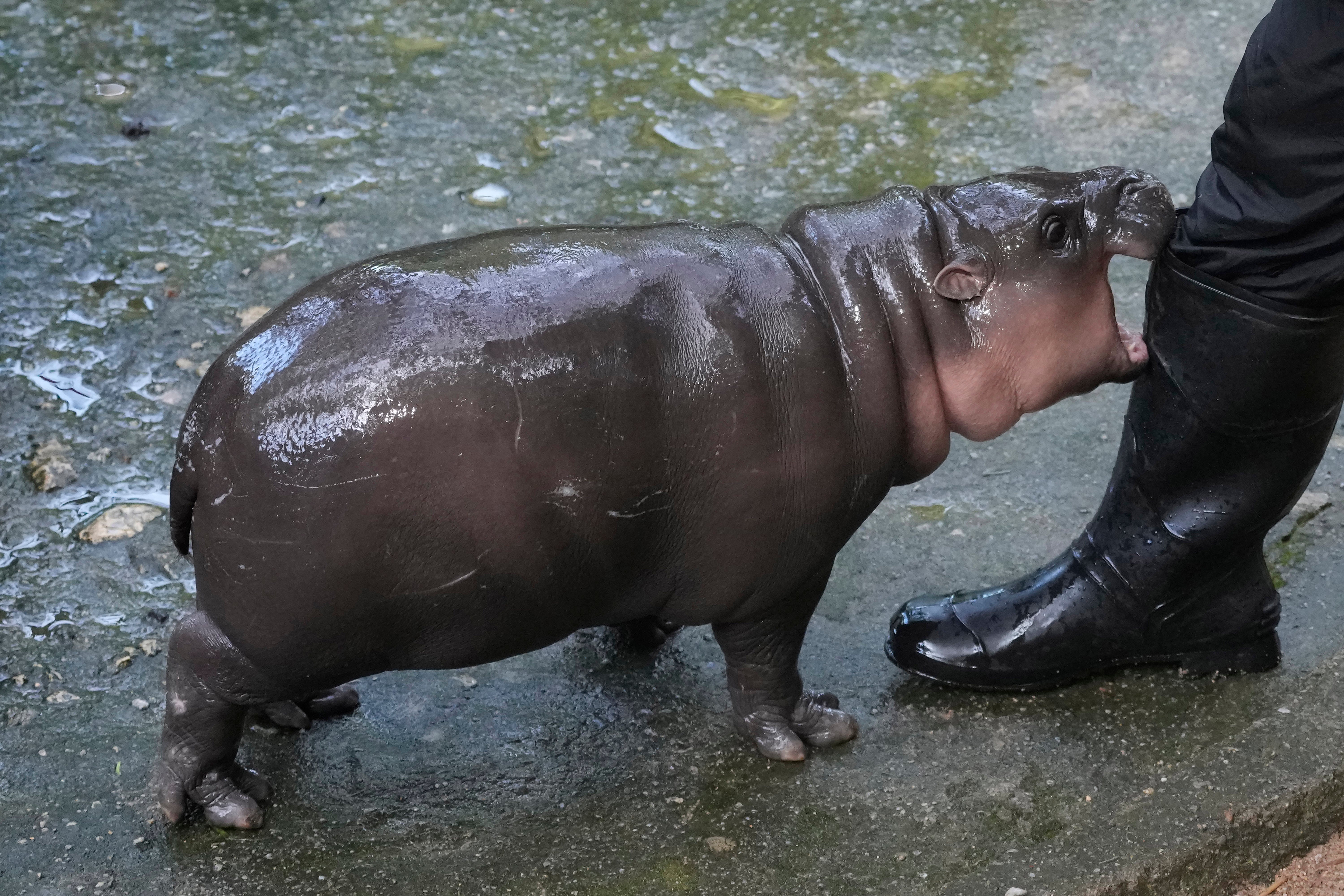 Zwergflusspferde sind kleiner als gewöhnliche Flusspferde und kommen hauptsächlich in westafrikanischen Ländern wie Liberia, Sierra Leone, Guinea und der Elfenbeinküste vor.