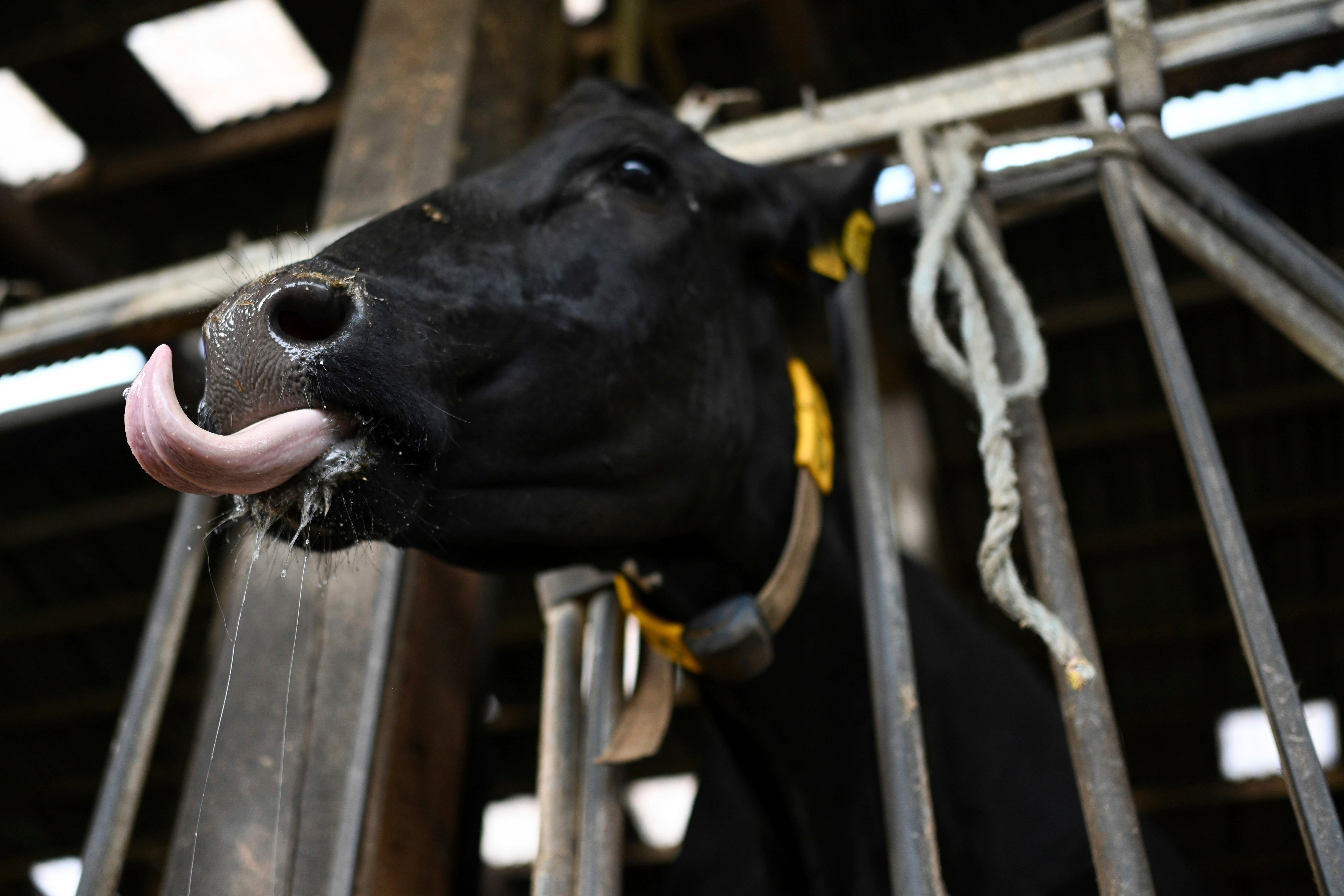 A cow infected with bluetongue stands in the barn in Wymeer, Germany, on September 10, 2024