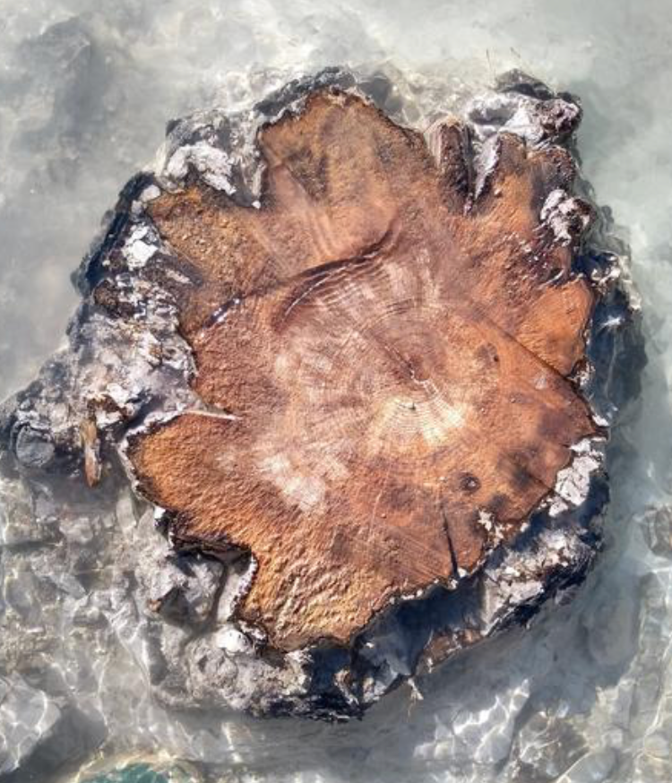 Tree rings of a buried subfossil tree in the Drouzet river