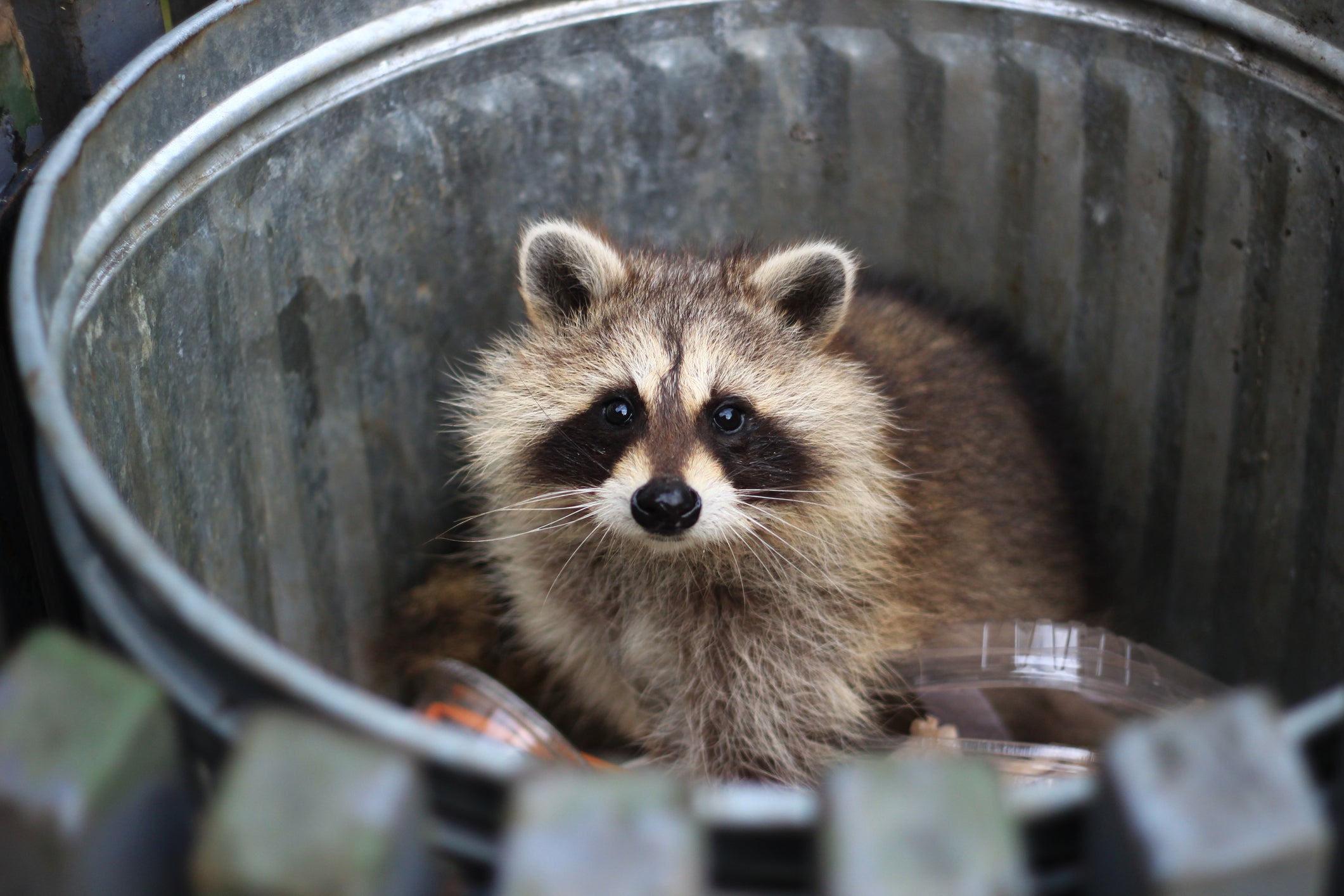 The ‘racoon roundworm’ parasite lives in the intestines of raccoons