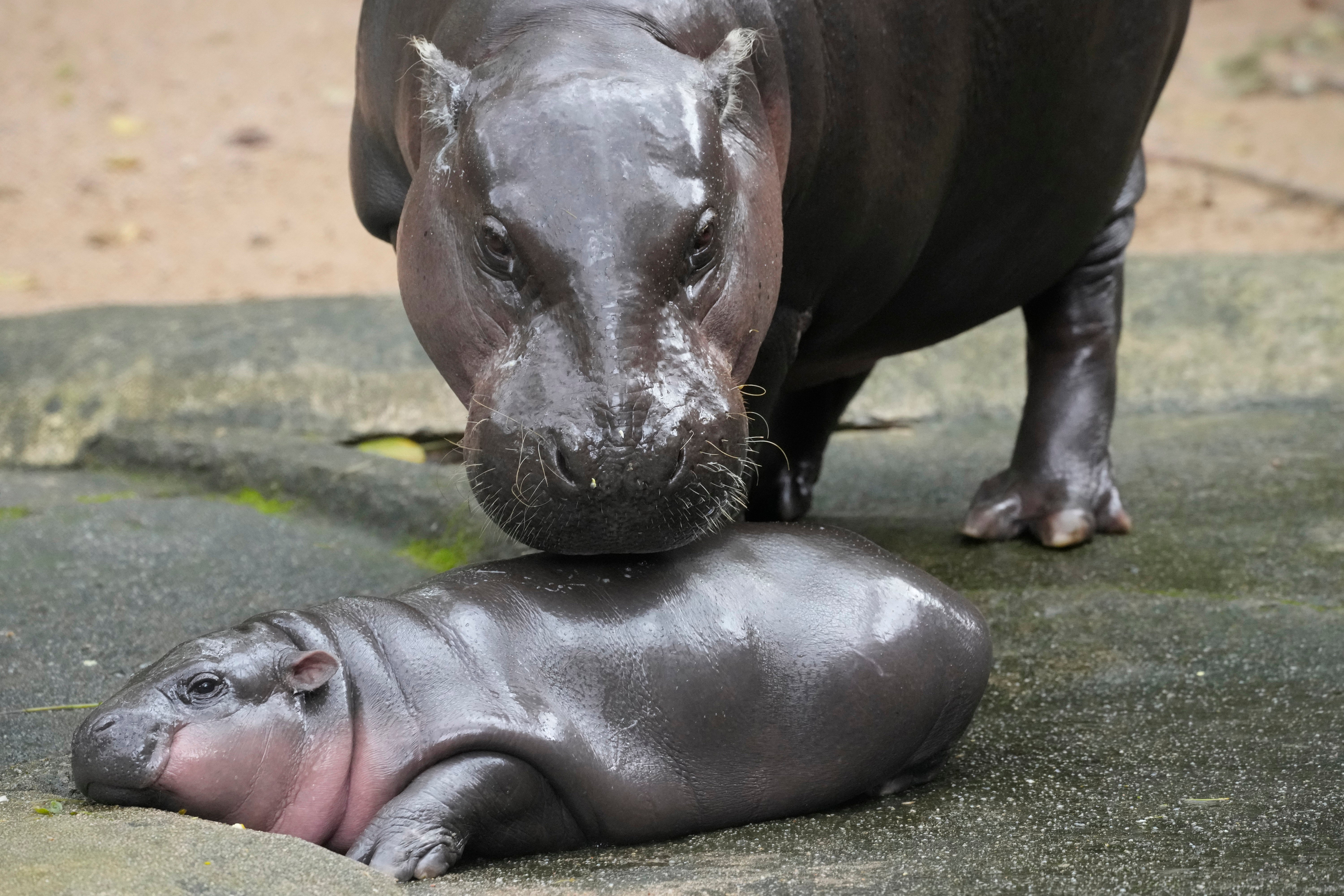 Das zwei Monate alte Nilpferdbaby Moo Deng und seine Mutter Jona sind am Donnerstag, den 19. September 2024, im Khao Kheow Open Zoo in der Provinz Chonburi, Thailand, zu sehen.