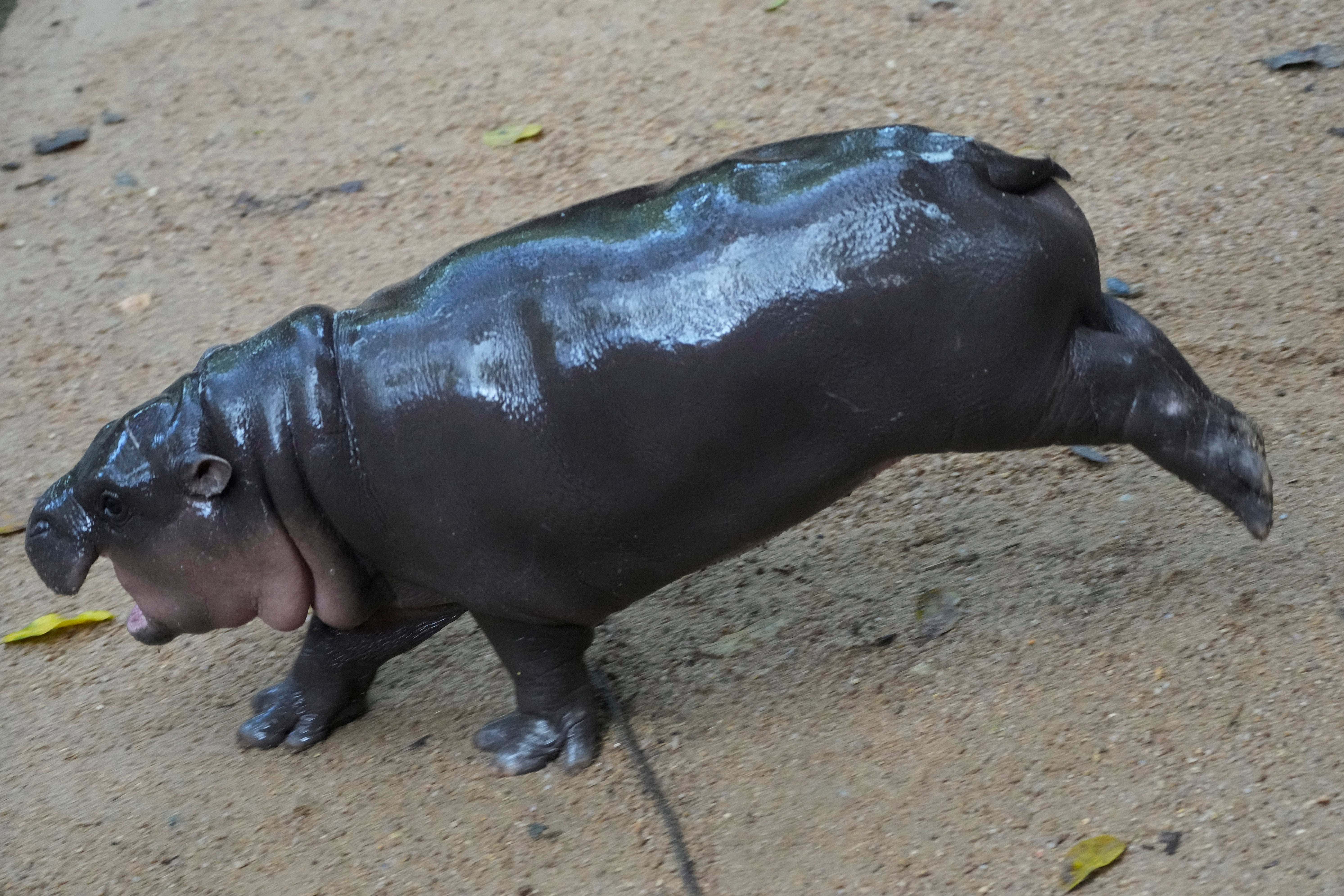 Das zwei Monate alte Nilpferdbaby Moo Deng springt im Khao Kheow Open Zoo in der Provinz Chonburi, Thailand, Donnerstag, 19. September 2024