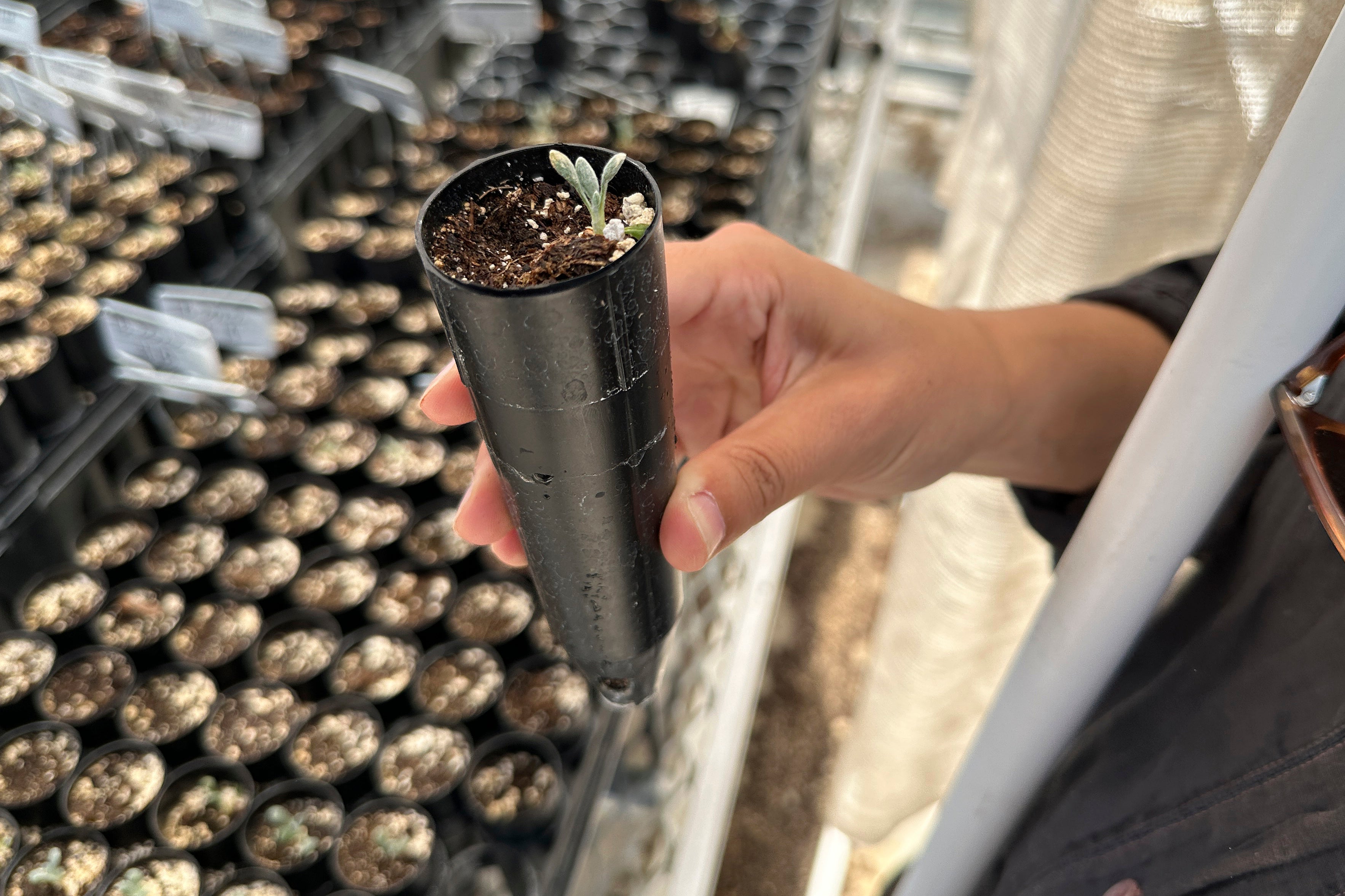 Lithium Mine-Endangered Wildflower