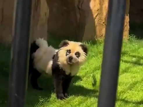 Chow Chows were painted to resemble pandas at a Chinese zoo