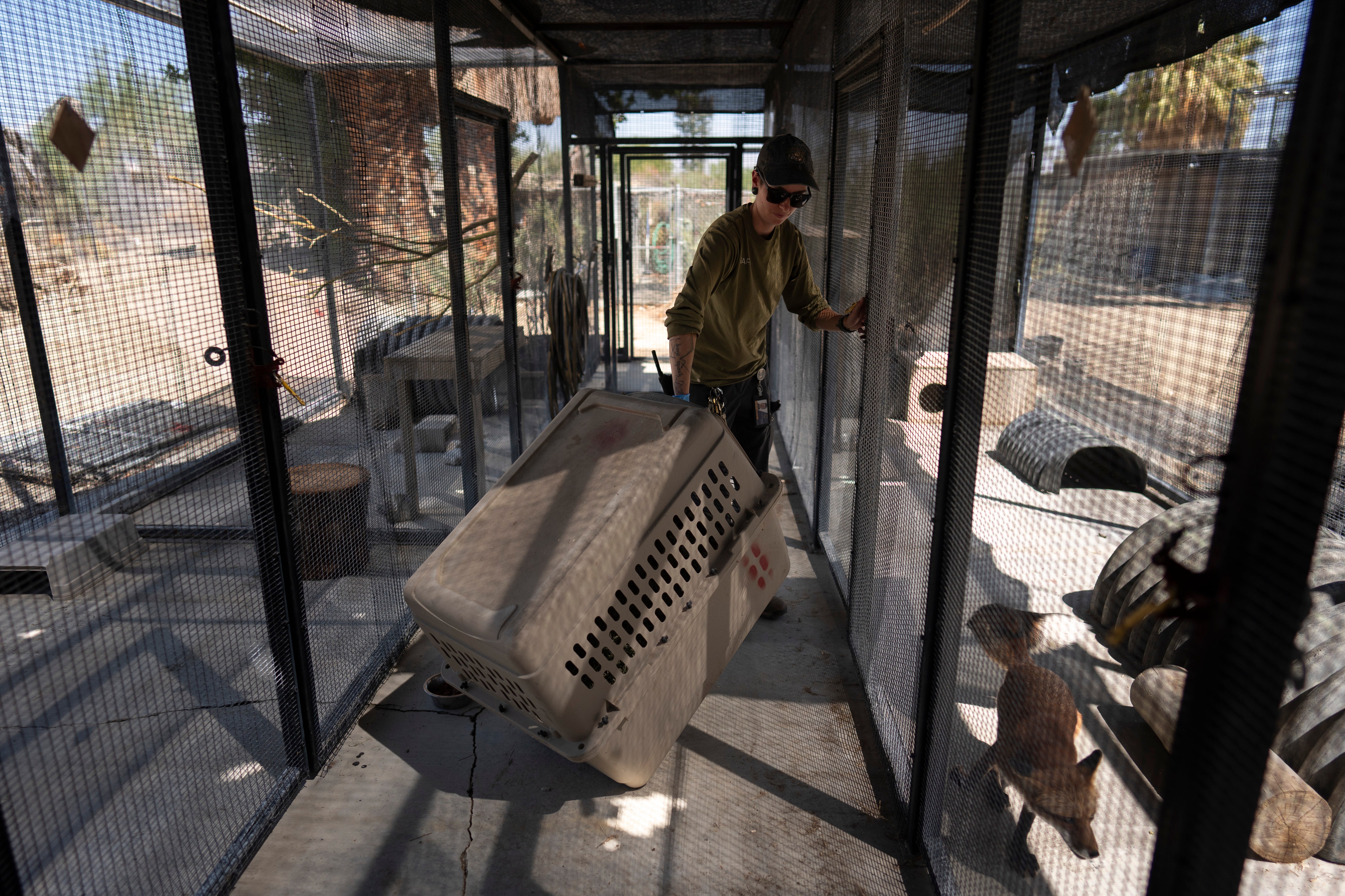 California Wildfire Moving Zoo