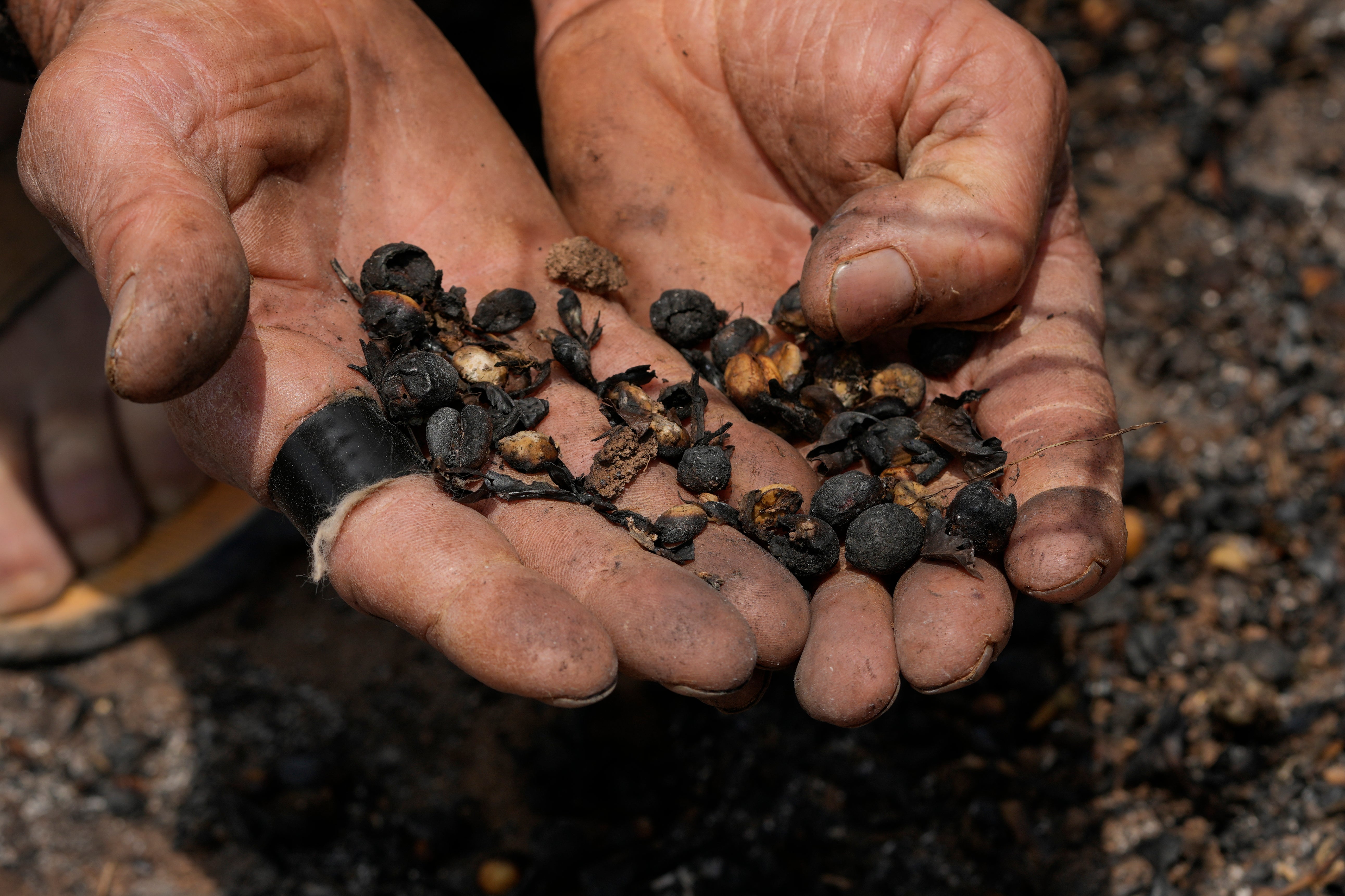 Coffee producer Joao Rodrigues Martins holds a handful of damaged coffee beans during an inspection of his plantation consumed by wildfires in a rural area of Caconde, Sao Paulo state, Brazil, Wednesday, Sept. 18, 2024