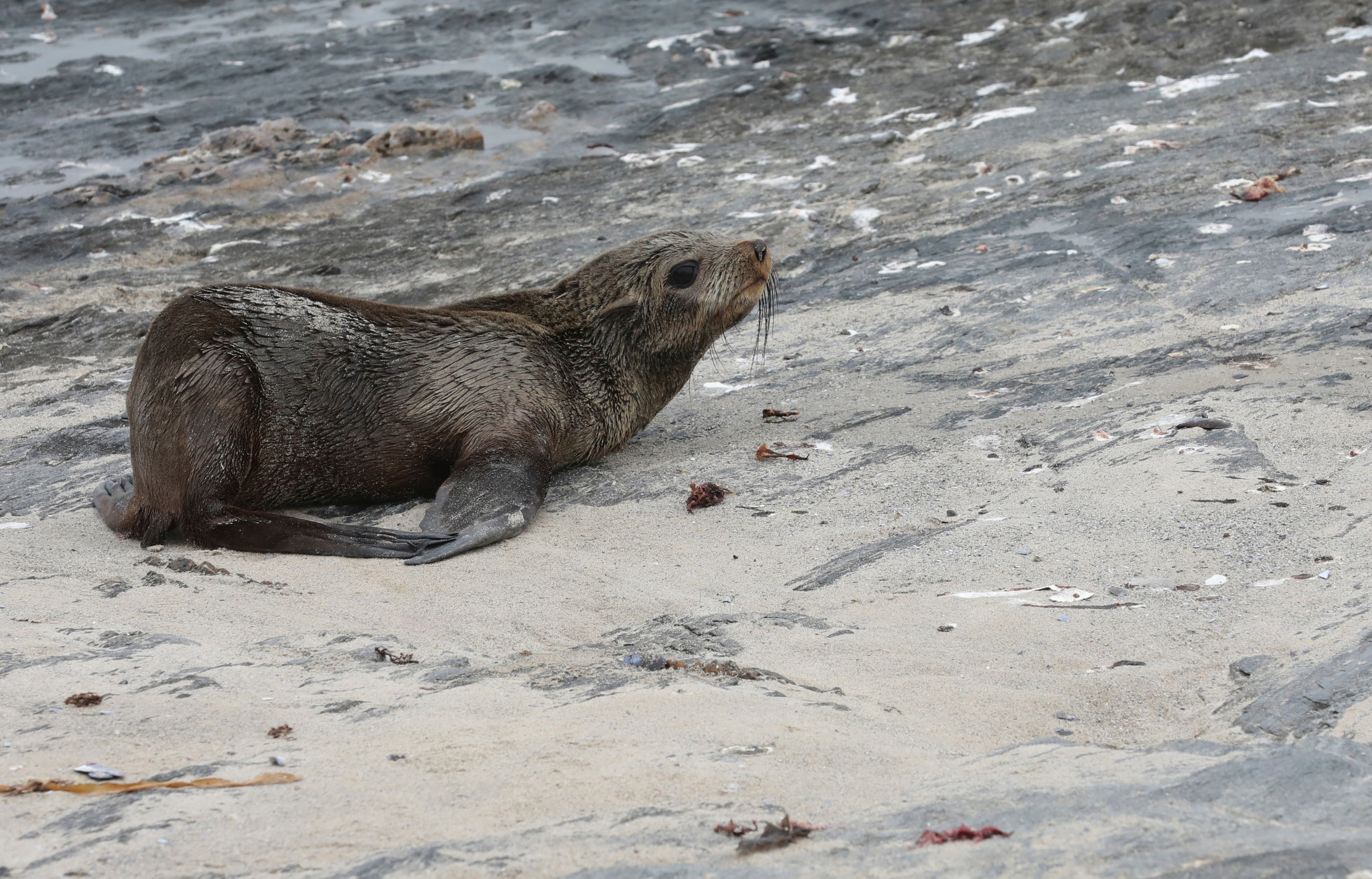 South Africa Seals Rabies