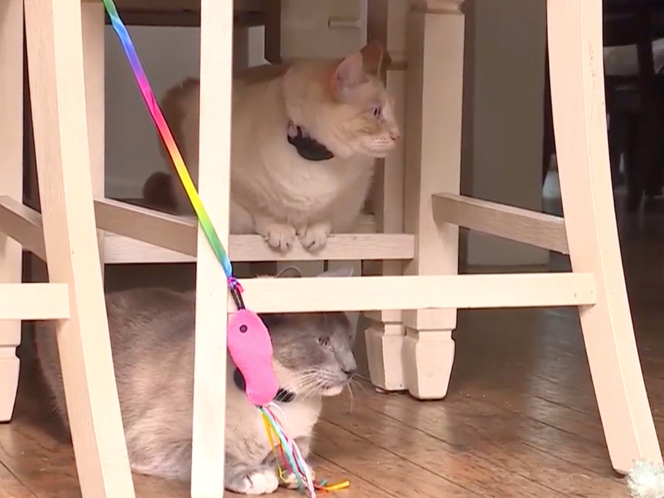 Rayne Beau, below, and his sister Starr Jasmine, above, at their home in Salinas, California. Rayne Beau disappeared into the woods at Yellowstone National Park in June and traveled more than 800 miles to Roseville, California, where a shelter found him and reunited him with his owners in September 2024