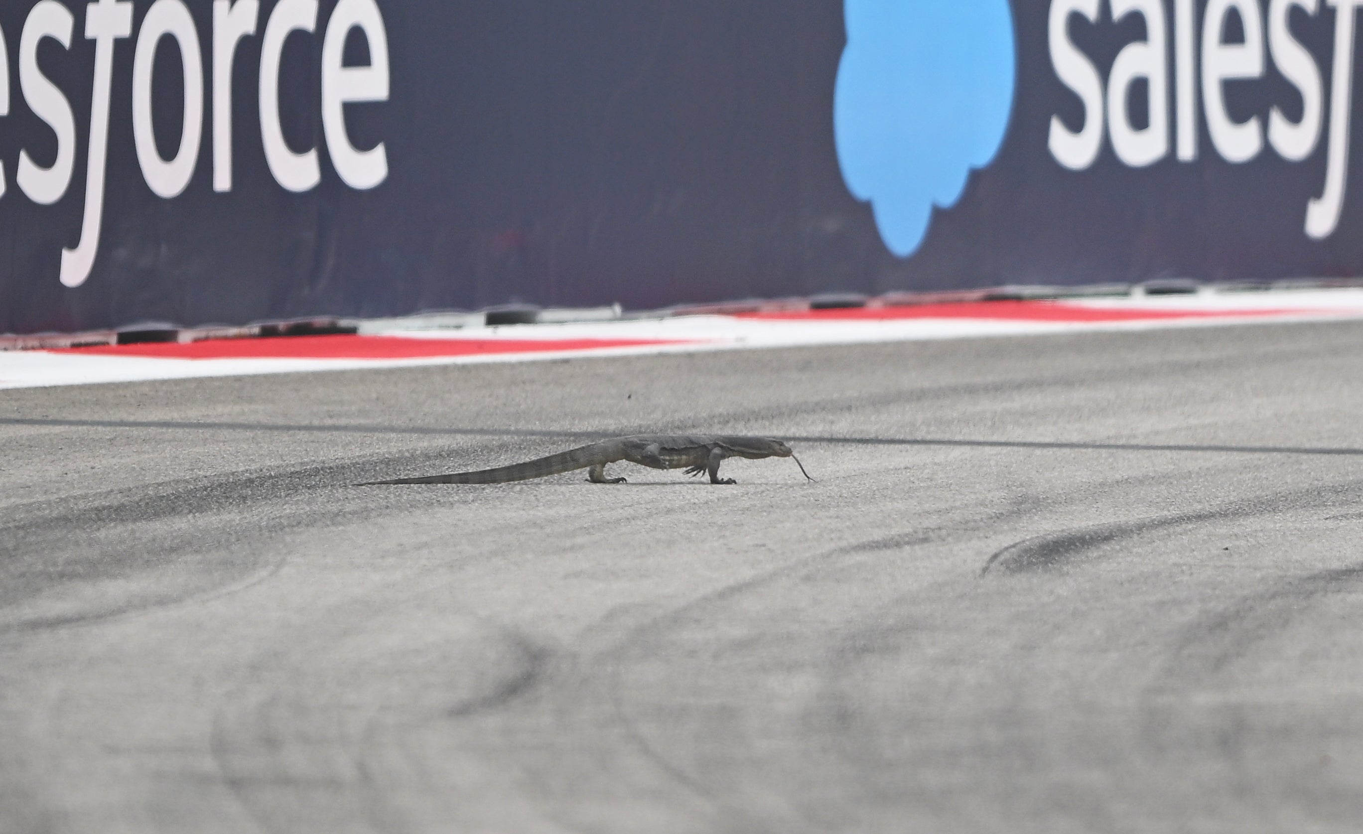 Lizard on F1 track disrupts final Singapore Grand Prix practice session