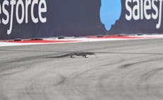 Lizard on F1 track disrupts final Singapore Grand Prix practice session