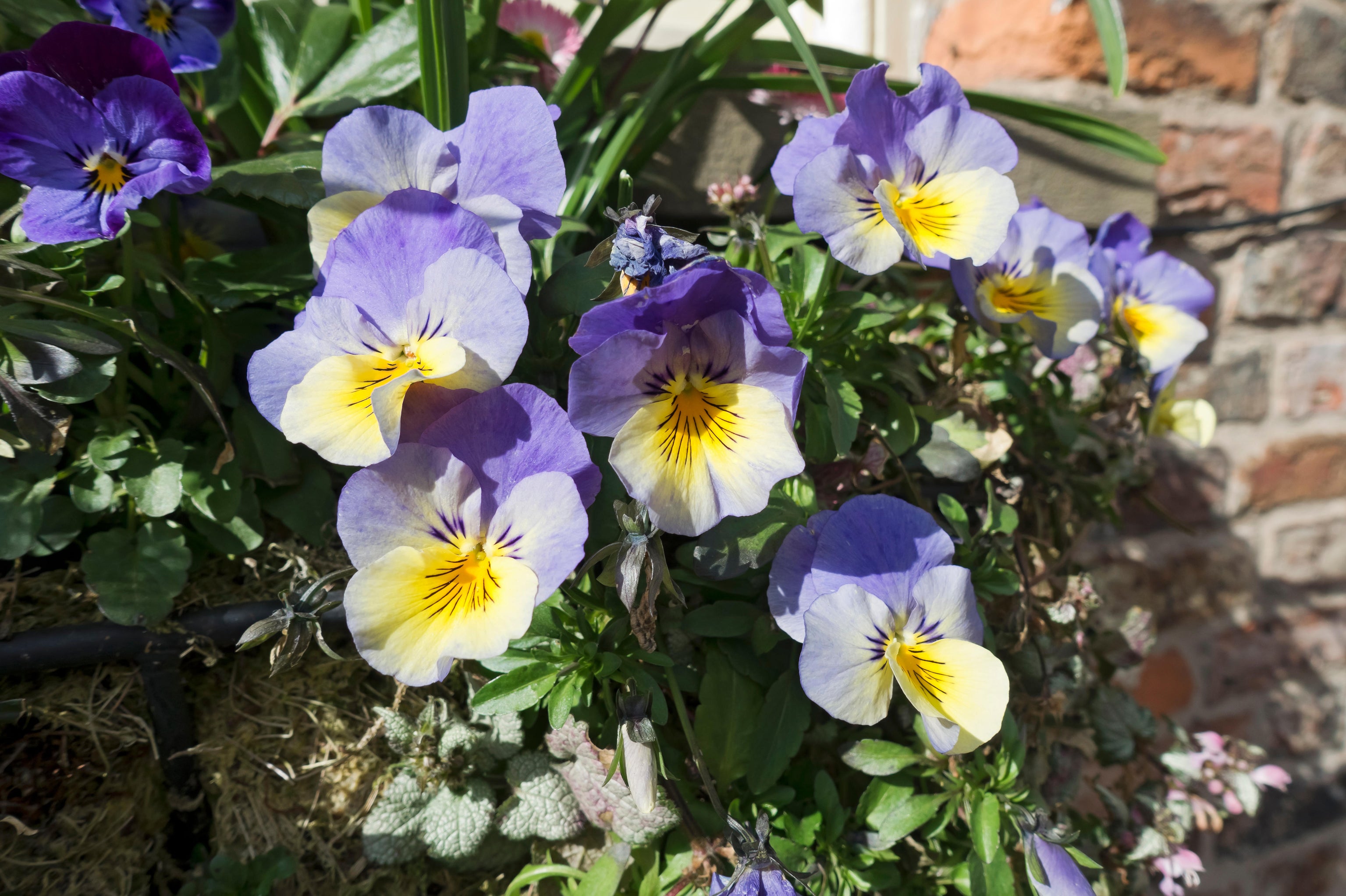 Flowering violas in hanging basket