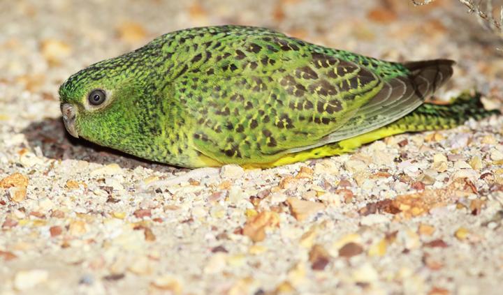 Mysterious Australian Night Parrots in natural environment