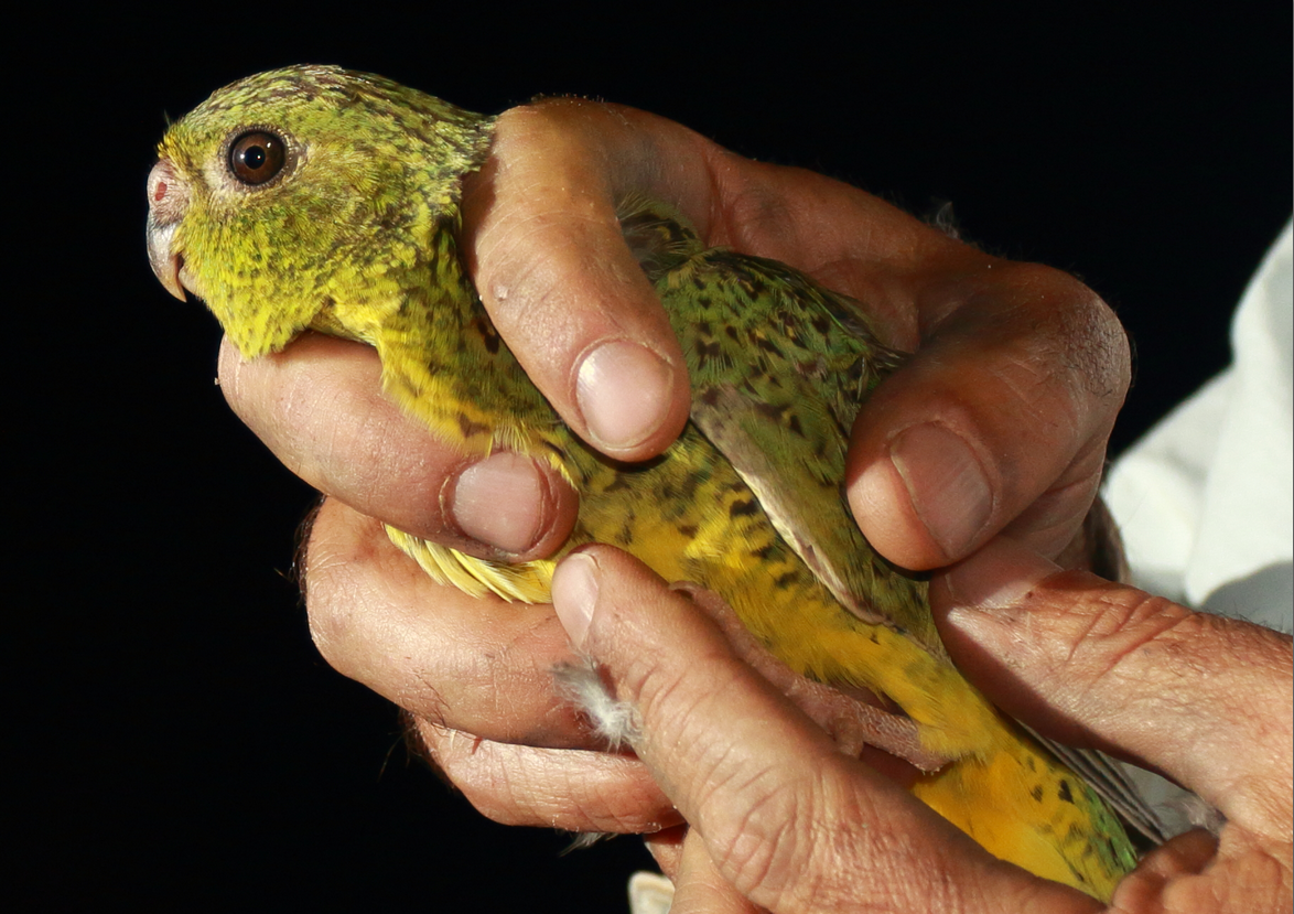 Night parrot