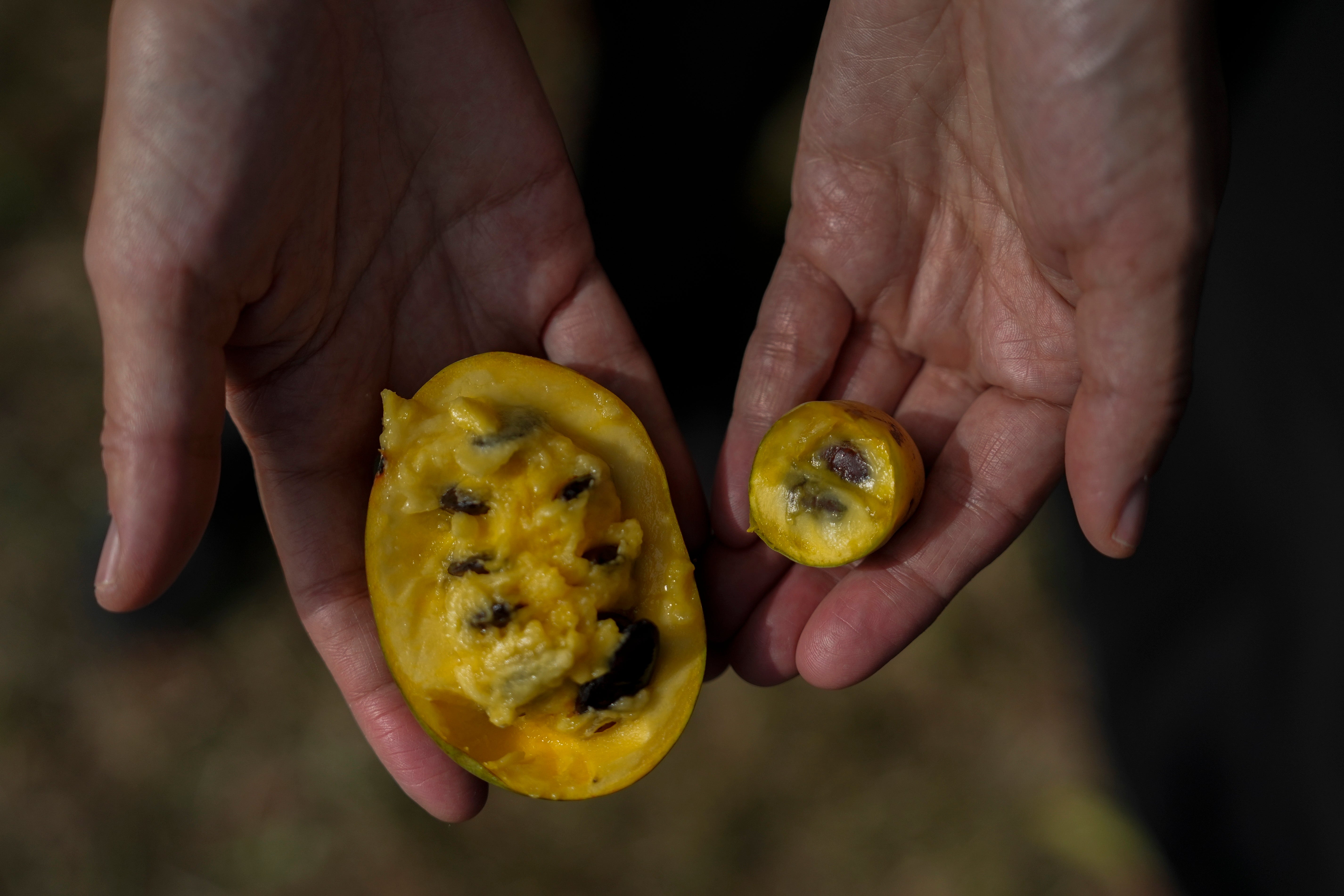 Climate Drought Pawpaw