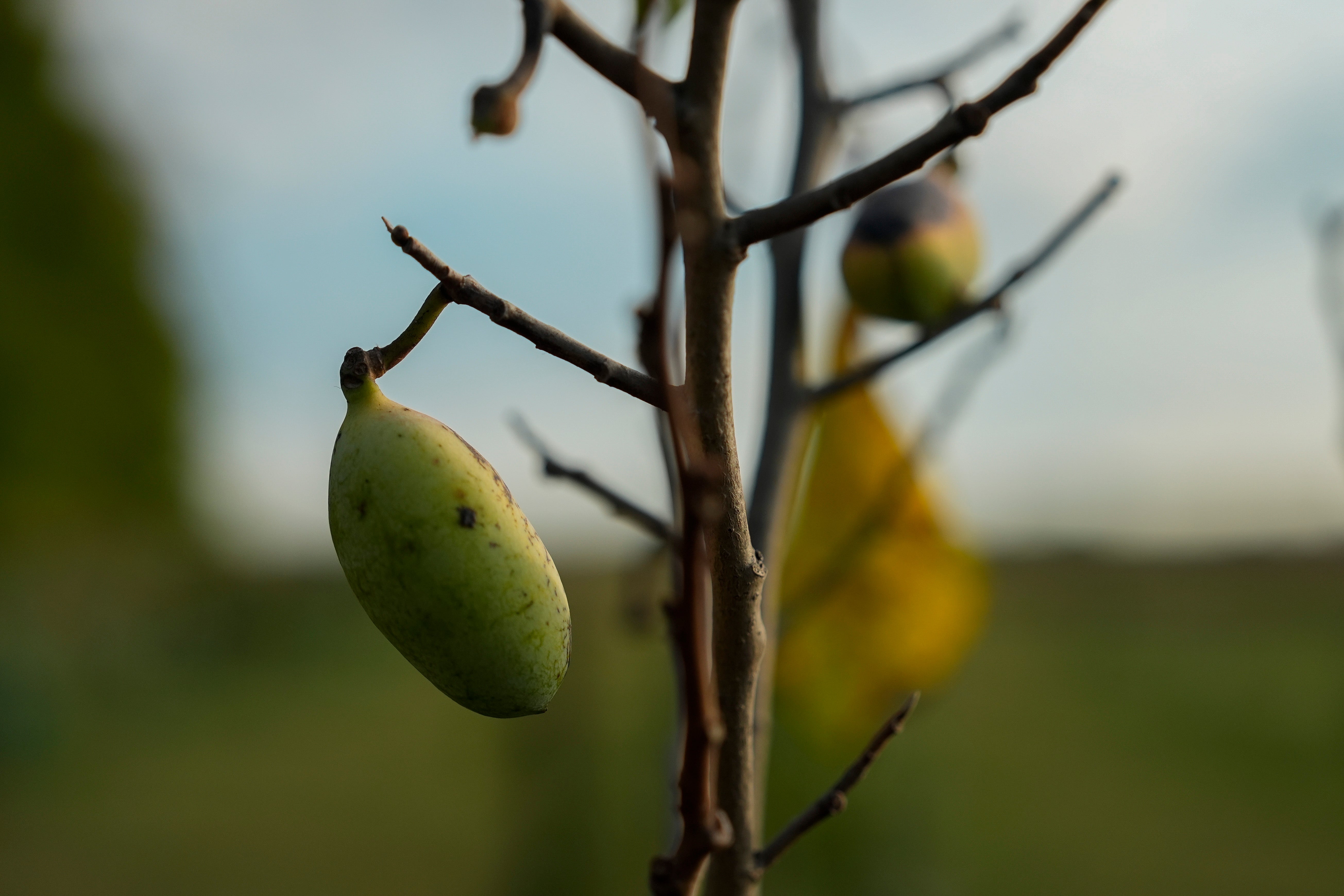 Climate Drought Pawpaw