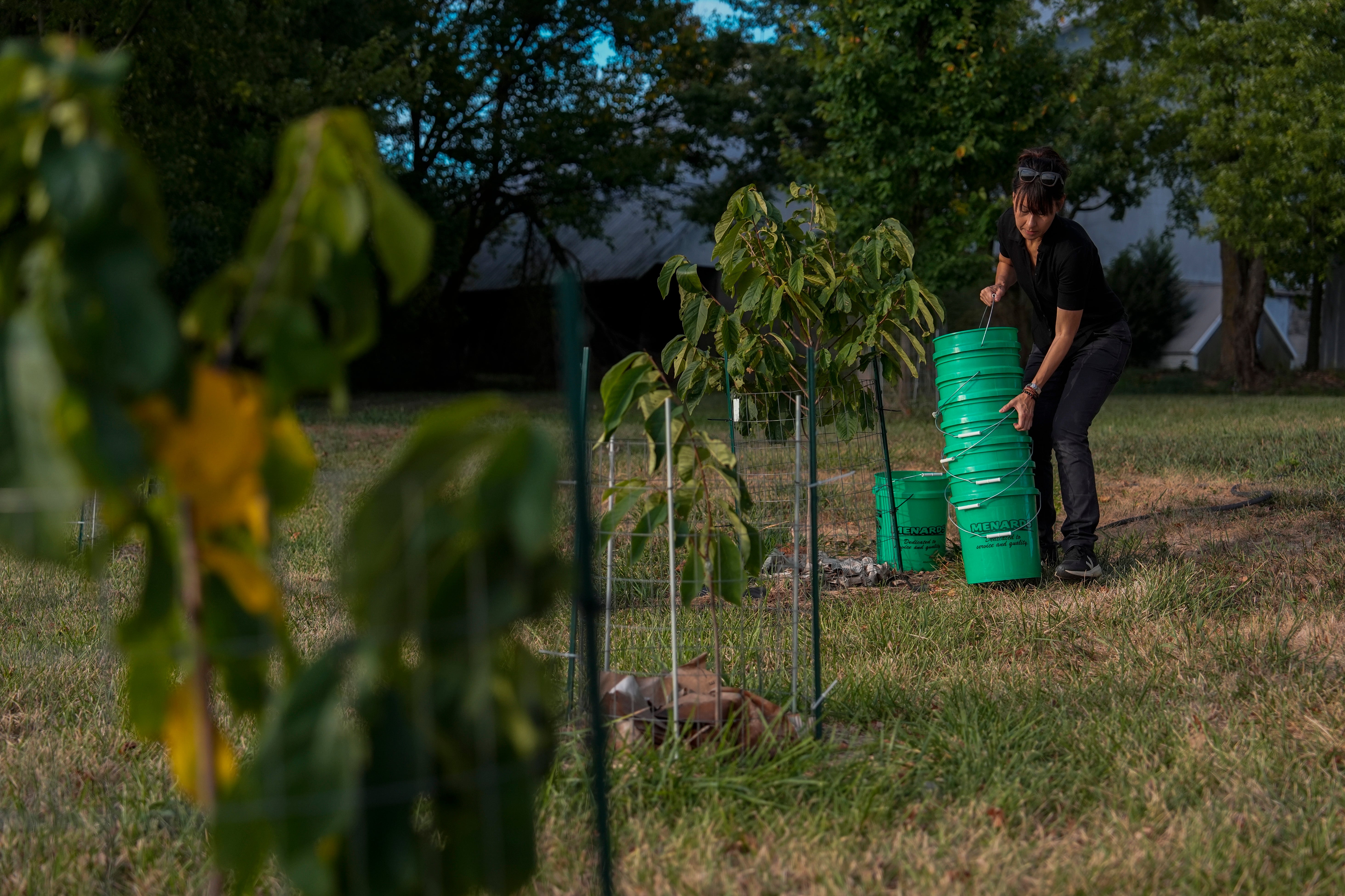 Climate Drought Pawpaw