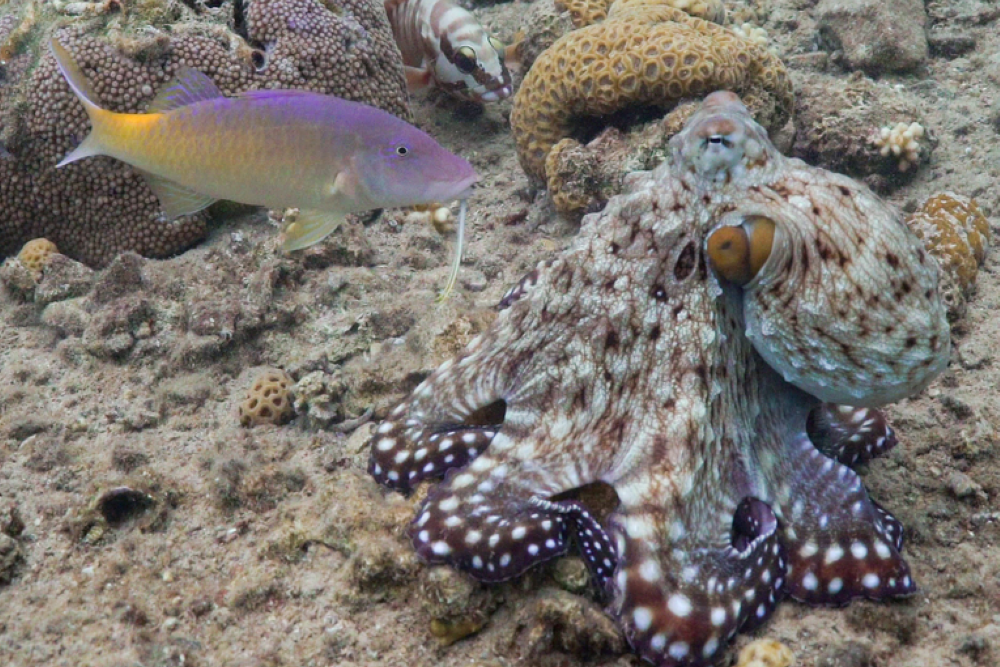 Octopus seen hunting with fish and punching them if they don’t cooperate